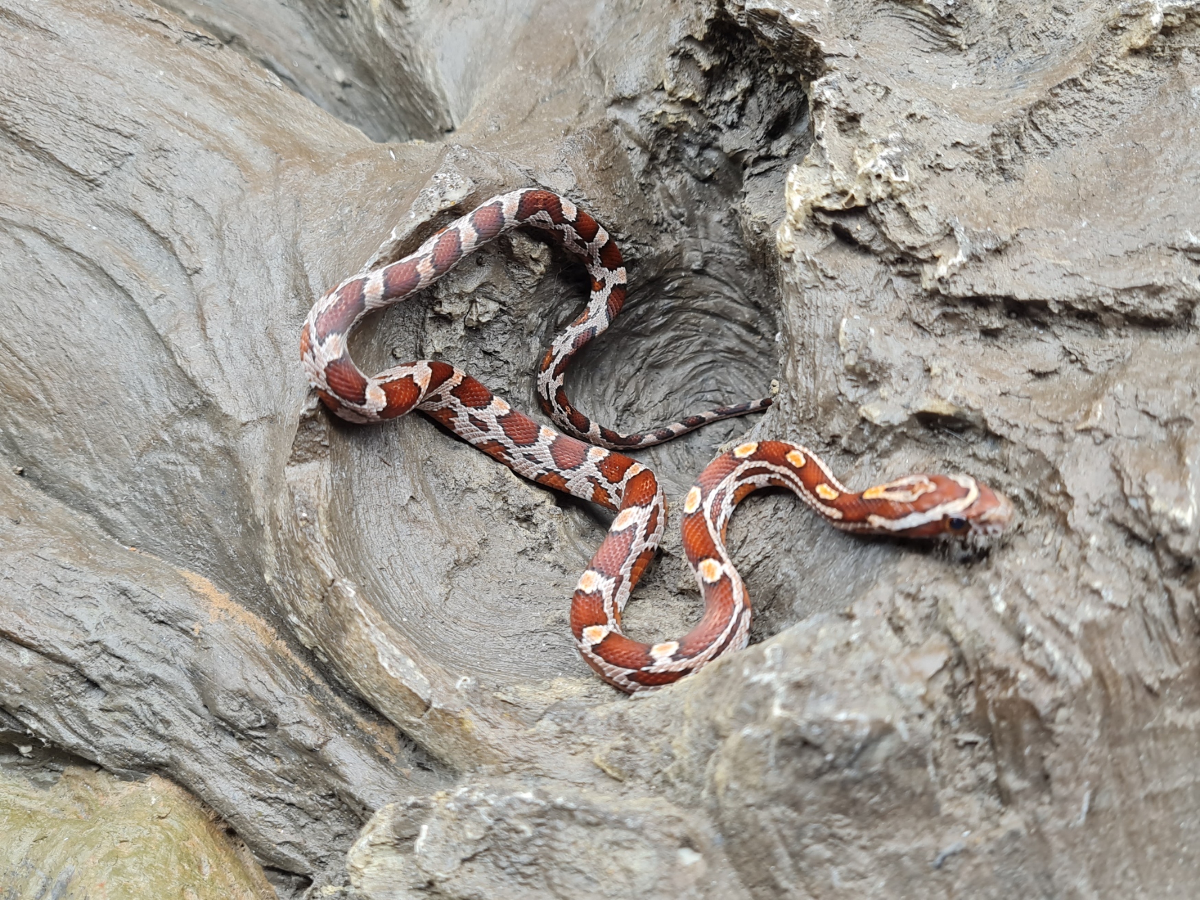 Pantherophis guttatus "Naturel 100% het.albinos blood, 66% het.charcoal piedside" Femelle 2024 Nom : STERA