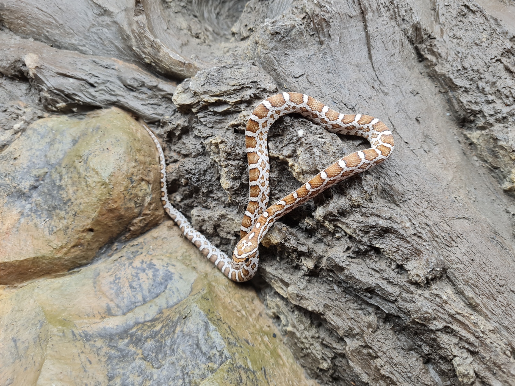 Pantherophis guttatus sp scaleless "Emoryi 66% het.scaleless albinos, ghost (emoryi gÃ¨ne), motley, 50% het.caramel" Femelle 2024 Nom : TALILA