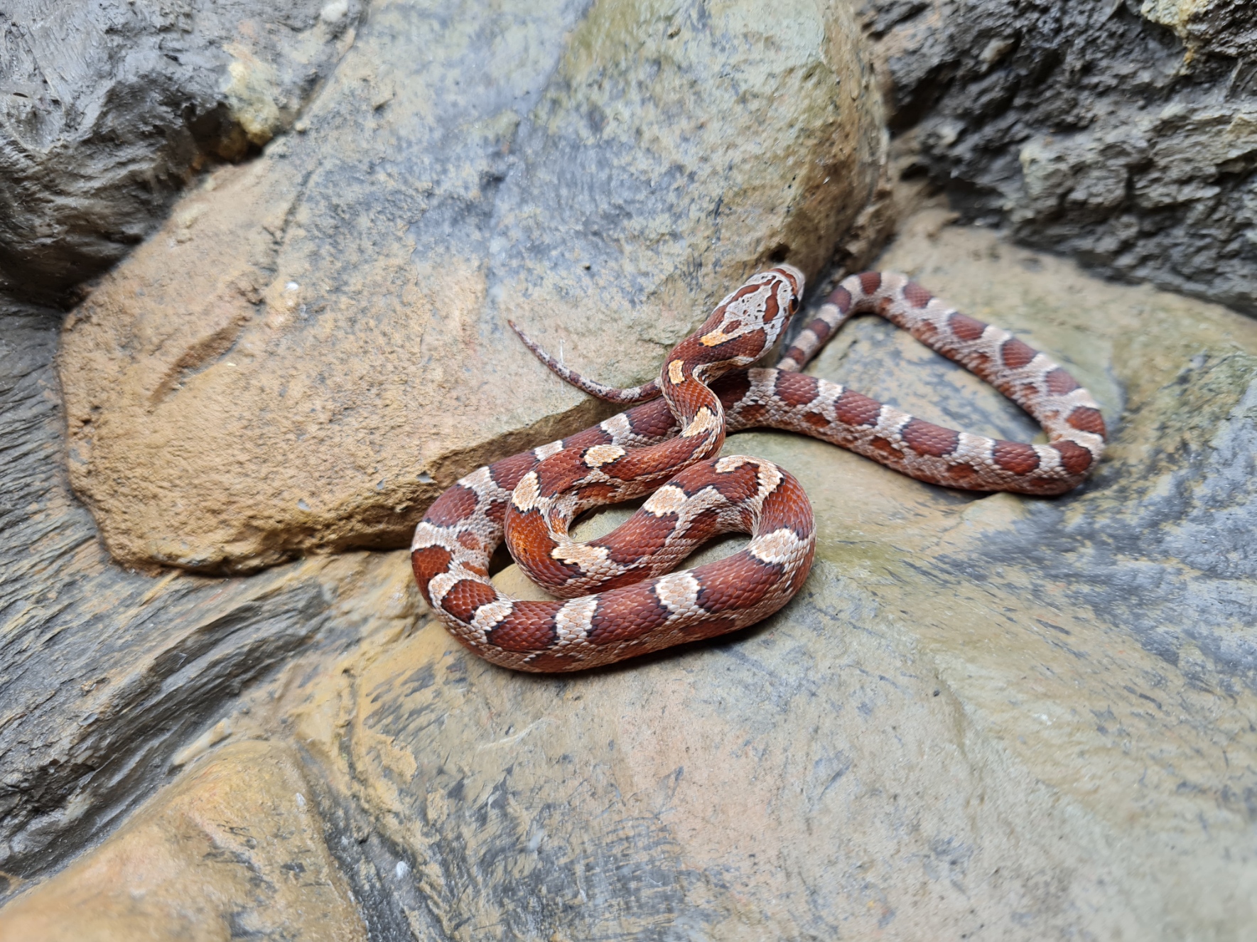Pantherophis guttatus sp scaleless "Bloodred masque 100% het.albinos anery, 66% het.scaleless charcoal, 50% het.piedside" Femelle 2024 Nom : TANIA