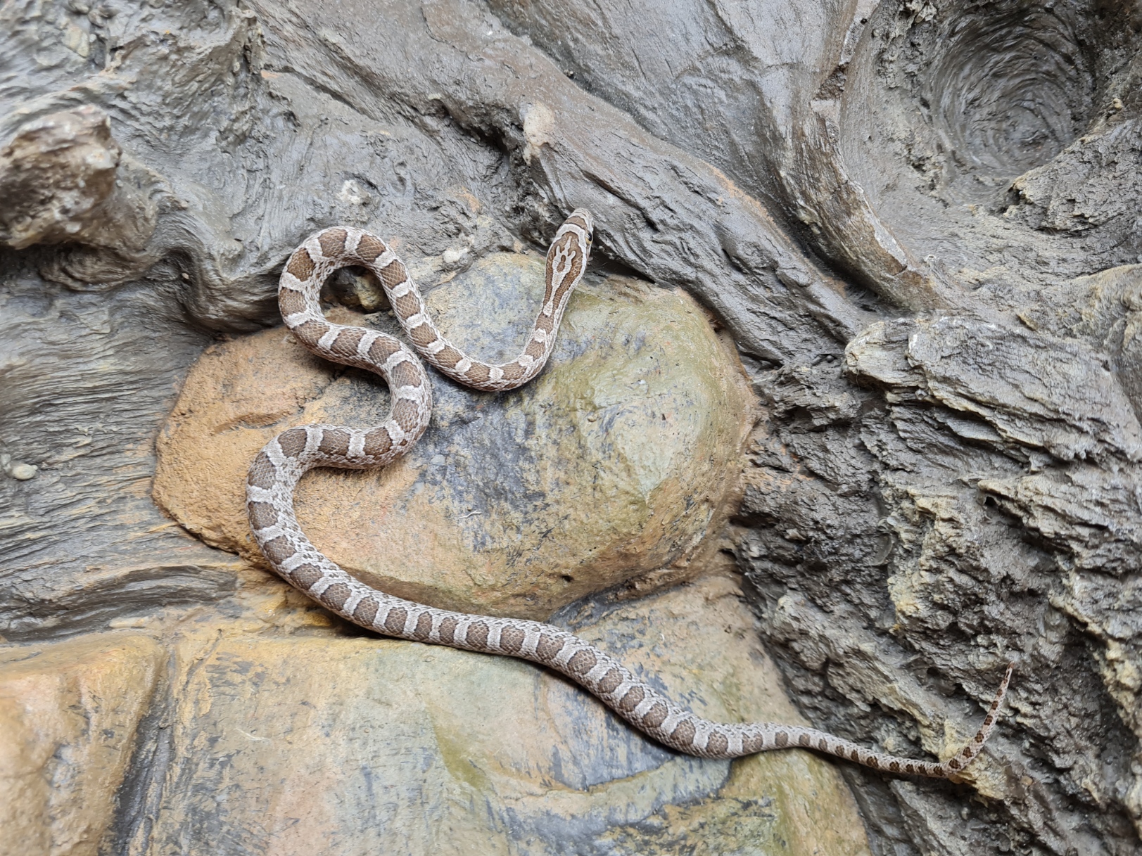 Pantherophis guttatus sp scaleless "Emoryi 66% het.scaleless, ghost (emoryi gène), motley, 50% het.albinos caramel" Femelle 2024 Nom : TERESA