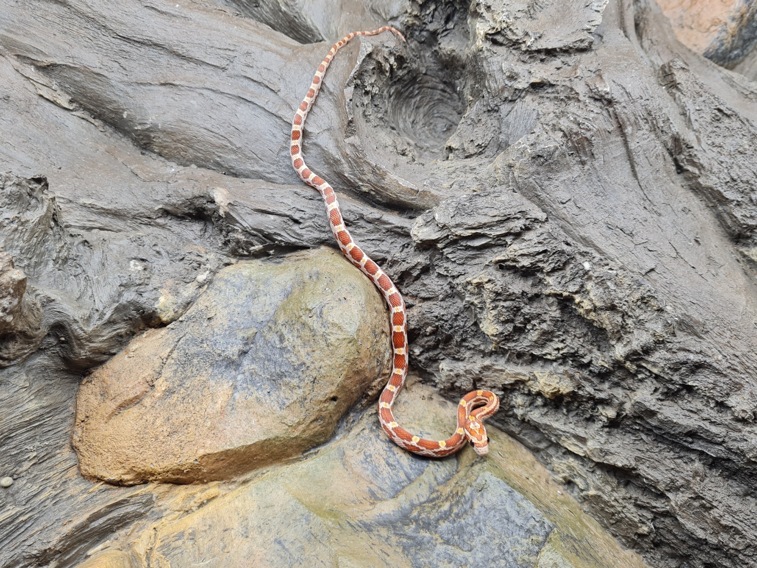 Pantherophis guttatus "Hypo 66% het.anery stripe sunkissed, 33% het.albinos caramel" MÃ¢le 2024 Nom : TERIDO