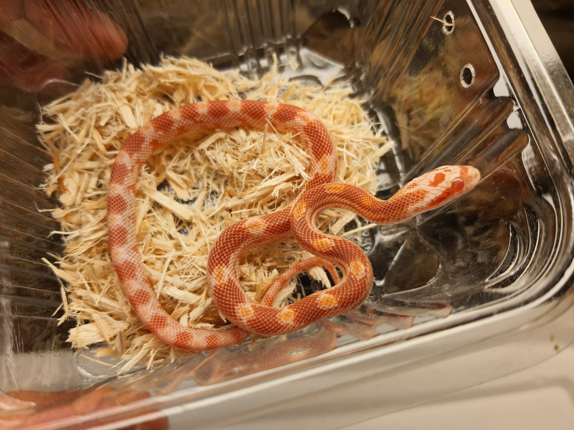 Pantherophis guttatus, jeune mâle né en 2024 à l'élevage, "Albinos masque 100% het.blood piedside (med), 66% het.charcoal, 50% caramel, 33% het.motley scaleless" Nom : TIRANO