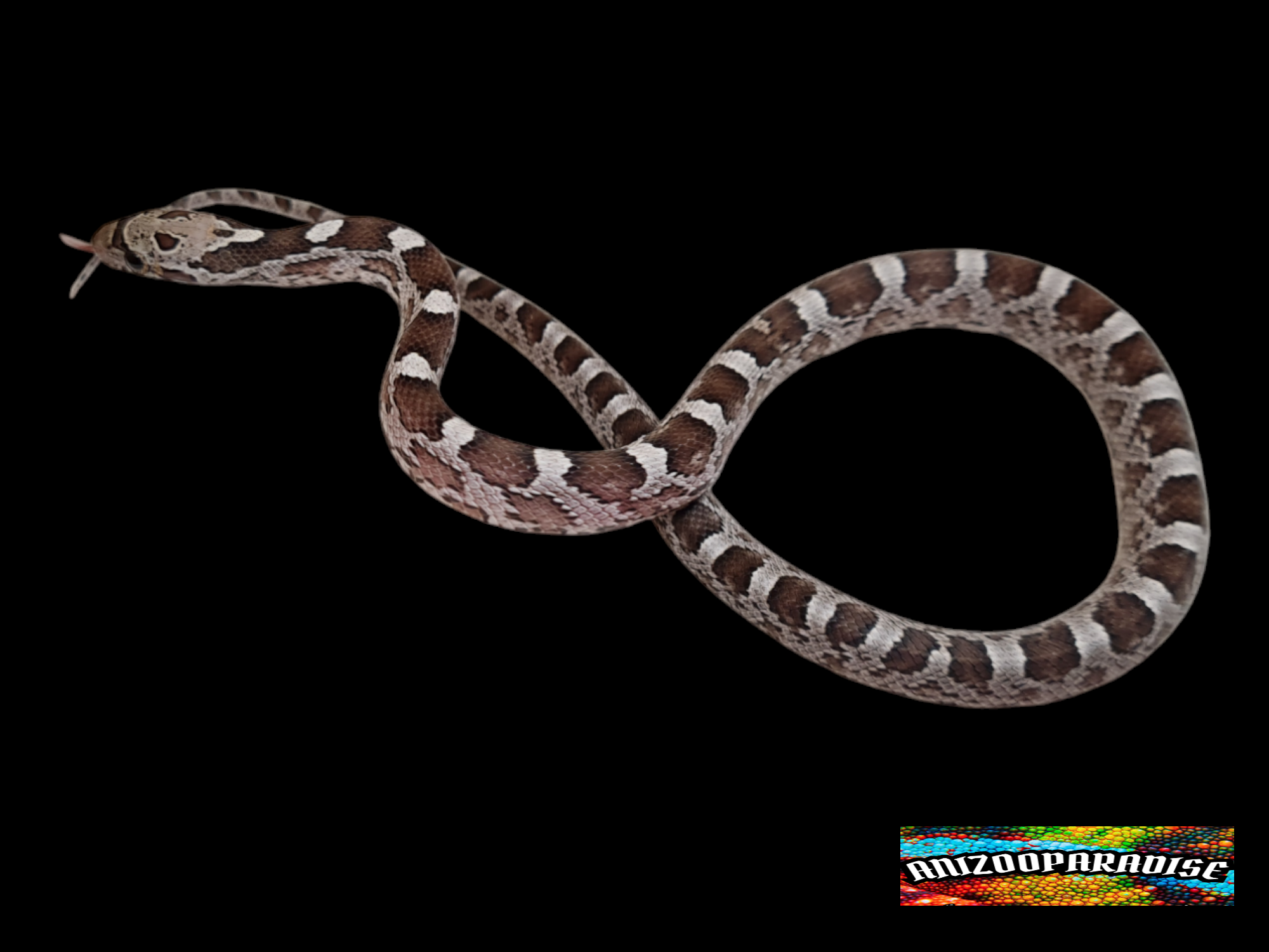 Pantherophis guttatus sp scaleless, jeune femelle nÃ©e en 2024 Ã  l'Ã©levage, "Granite masque 66% het.scaleless hypo, 33% het.lavender" Nom : SILVA