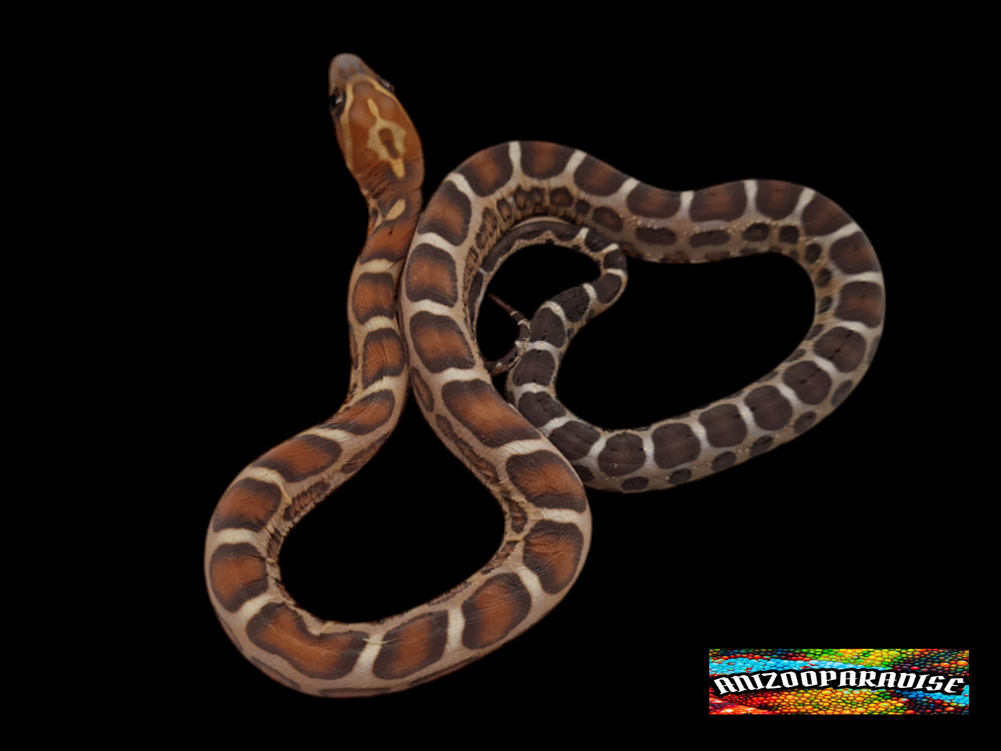Pantherophis guttatus sp scaleless "Scaleless okeetee, 33% het.albinos blood" Femelle 2024 Nom : ZITA