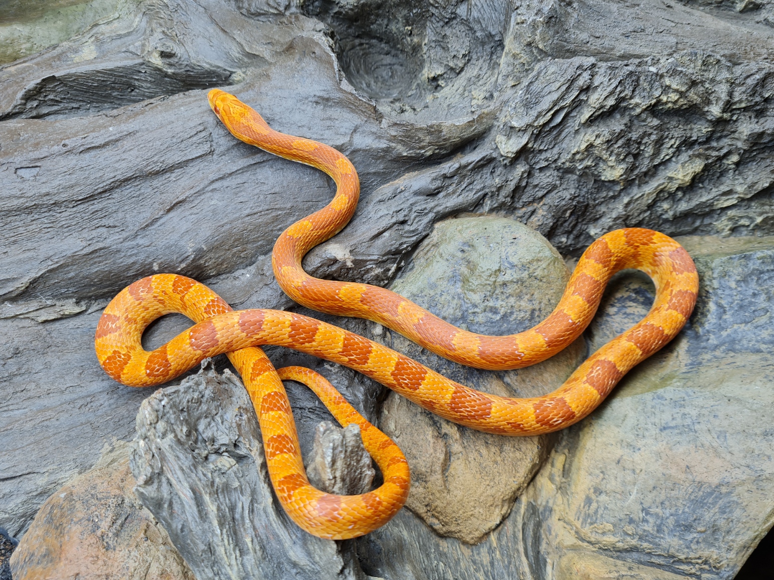 Pantherophis guttatus "Sunglow" MÃ¢le 2022 Nom : AMITO