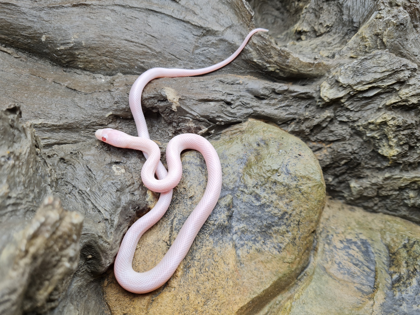 Pantherophis guttatus "Whiteout banded masque (poss piedside) 66% het.piedside" Femelle 2024 Nom : IPALA
