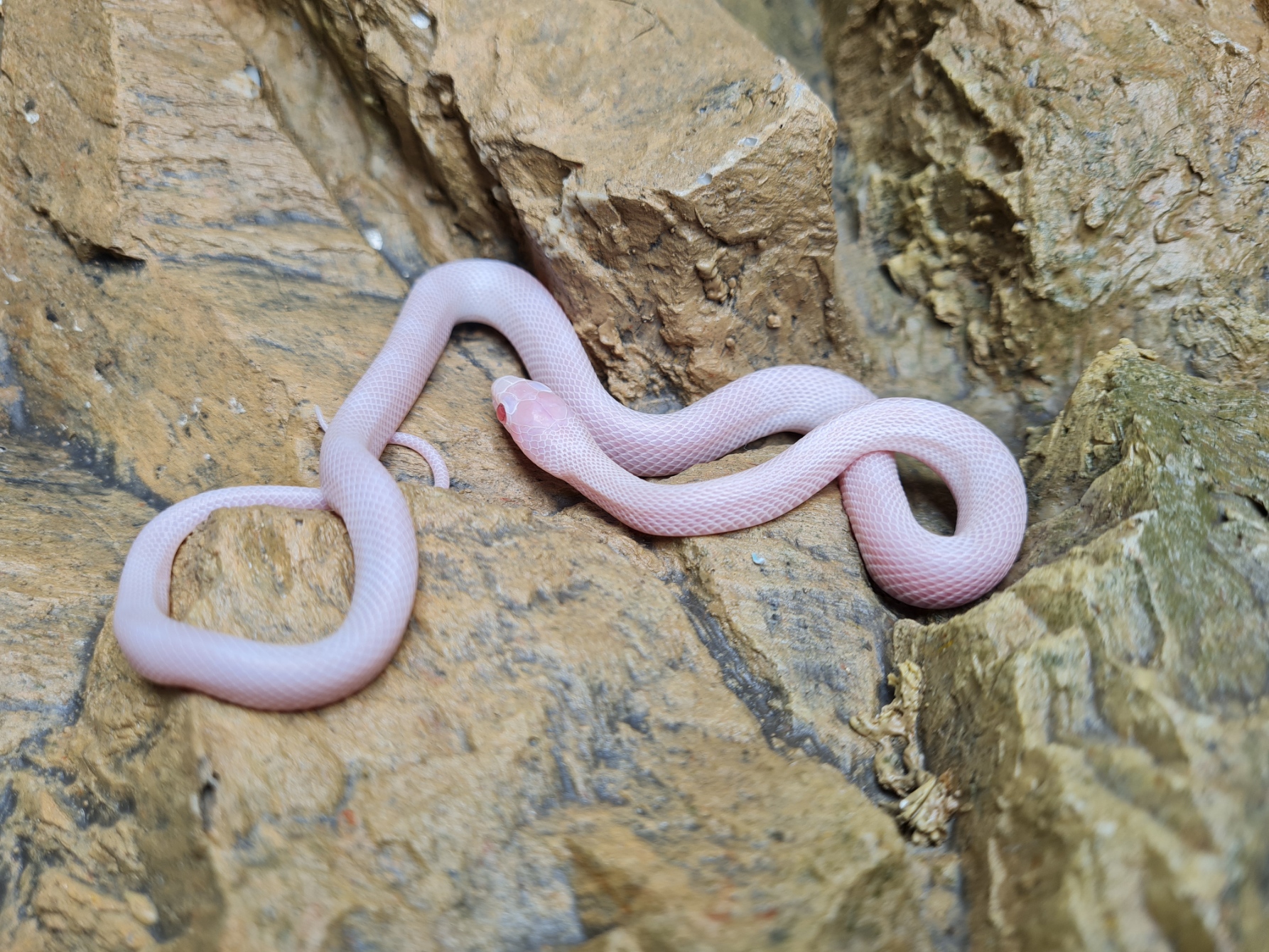 Pantherophis guttatus "Whiteout banded masque (poss piedside) 66% het.piedside" Femelle 2024 Nom : TIALA