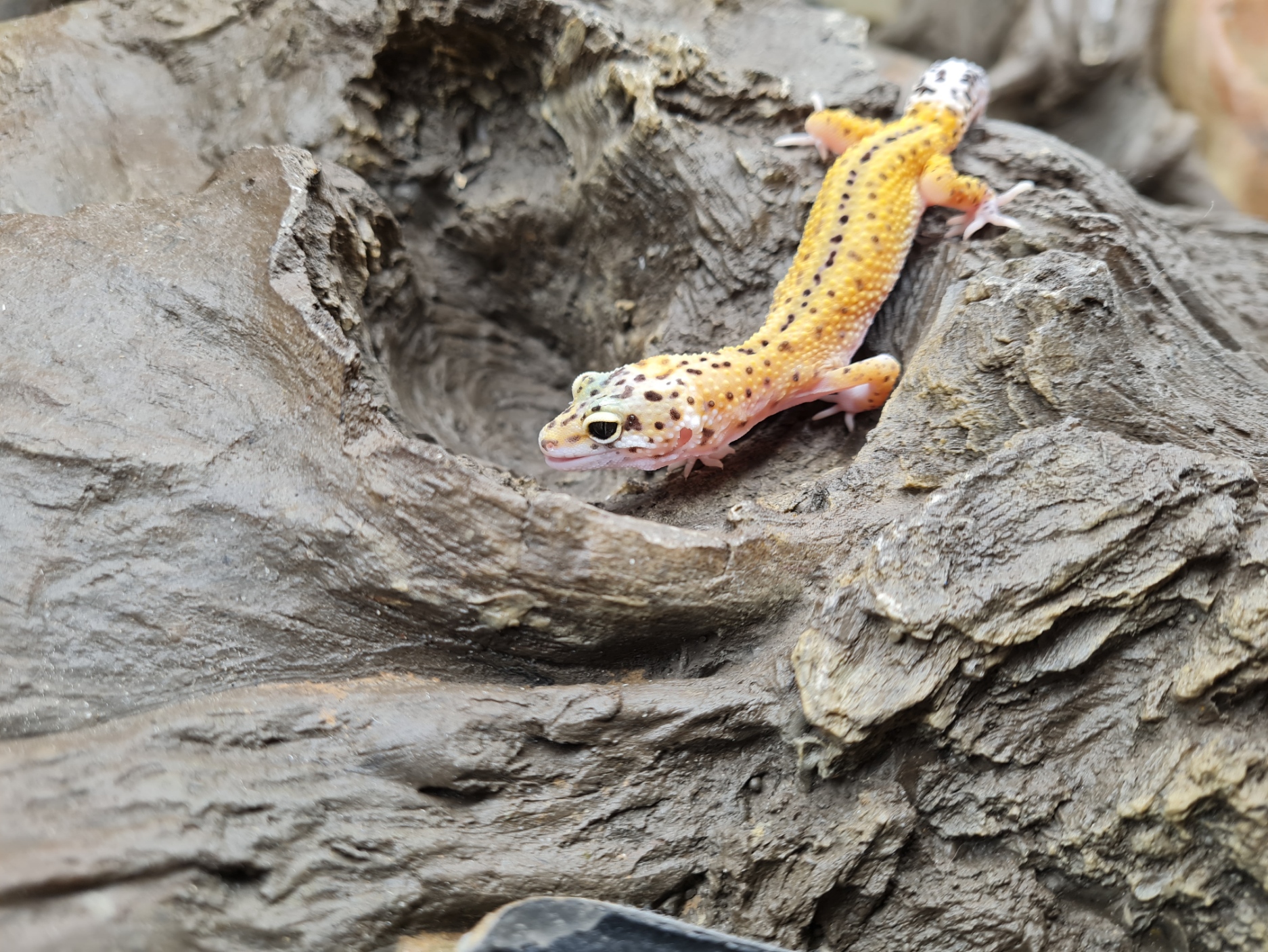 Eublepharis macularius "Mack snow stripe 100% het.tremper albinos" Femelle 2024 Nom/rÃ©fÃ©rence : ALIA