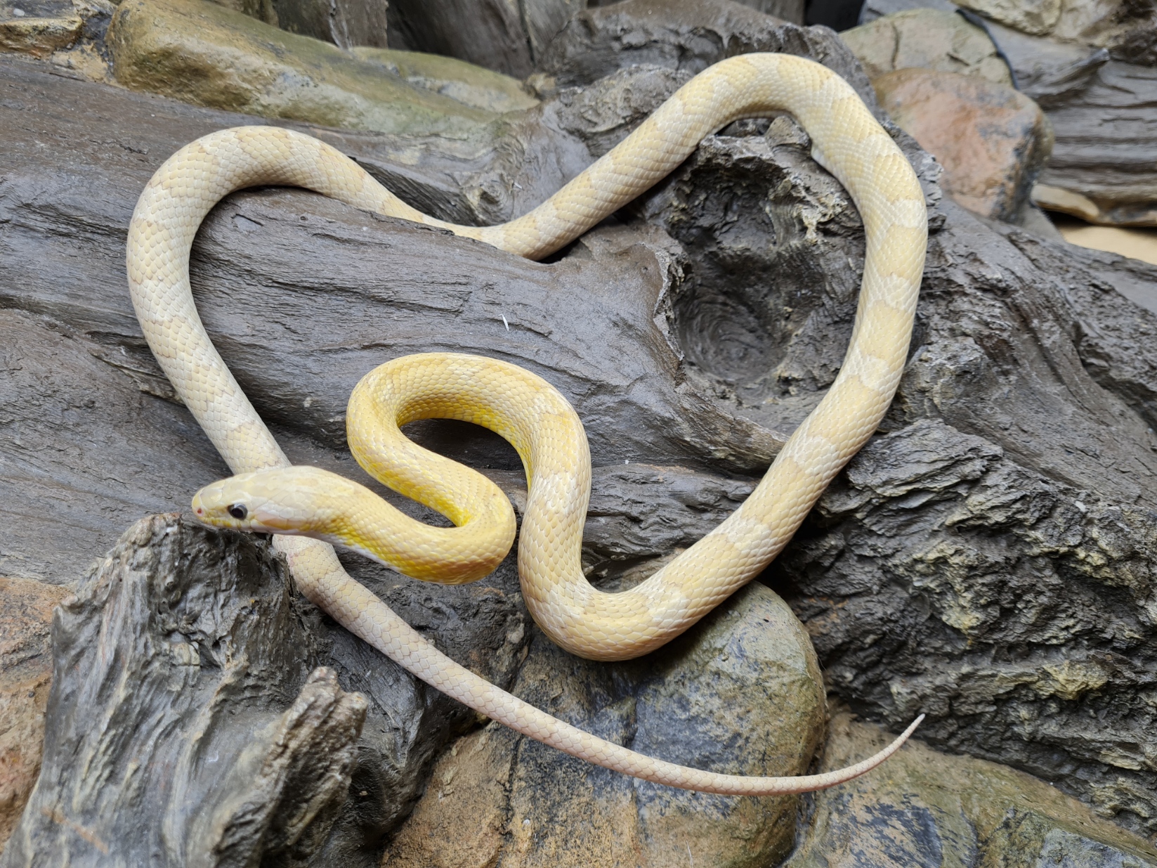 Pantherophis guttatus "Amber" Femelle adulte Nom : AMBRE