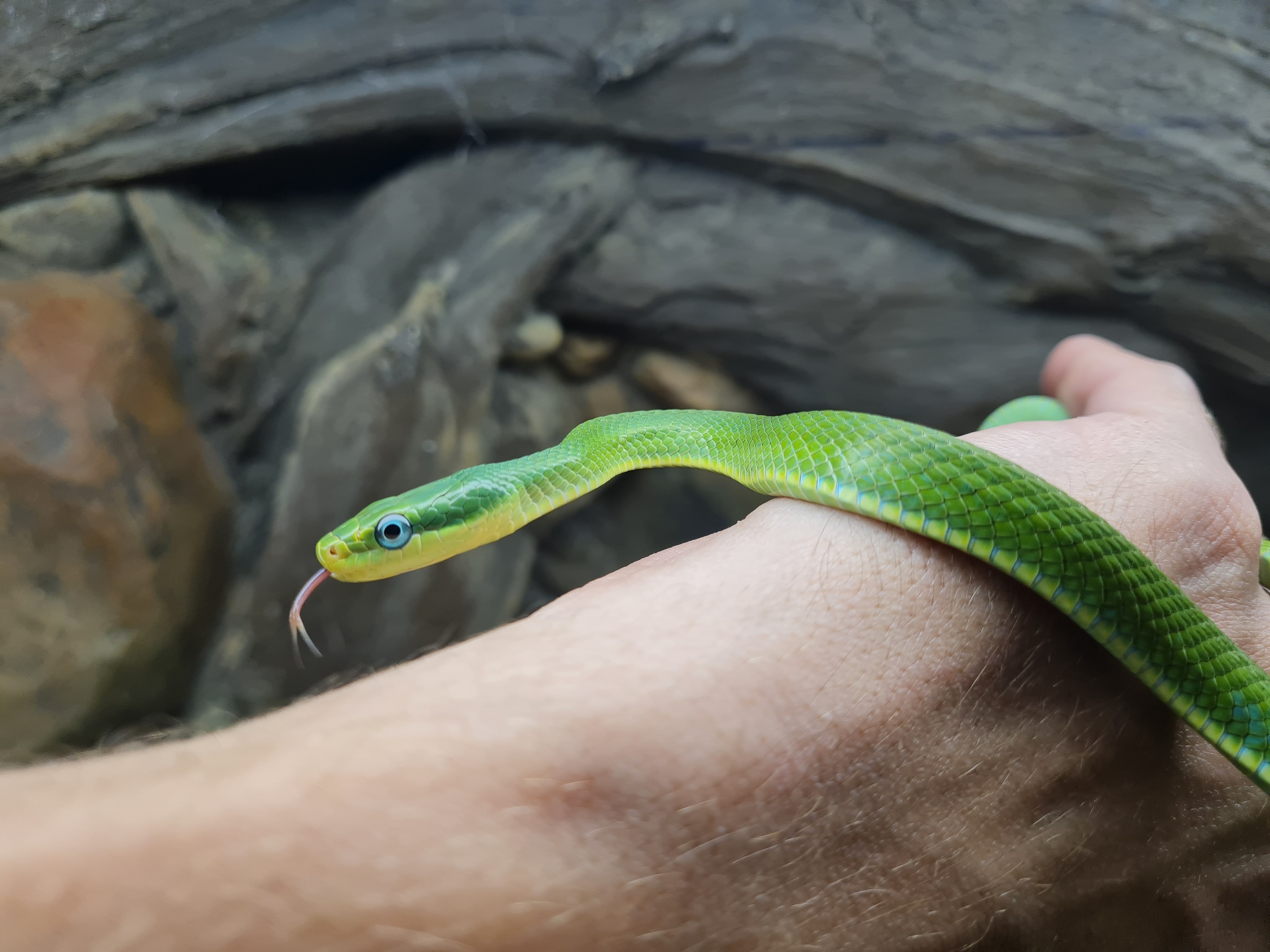 Rhadinophis (Gonyosoma) prasinum "Naturel" MÃ¢le 2023 Nom : GONYOA