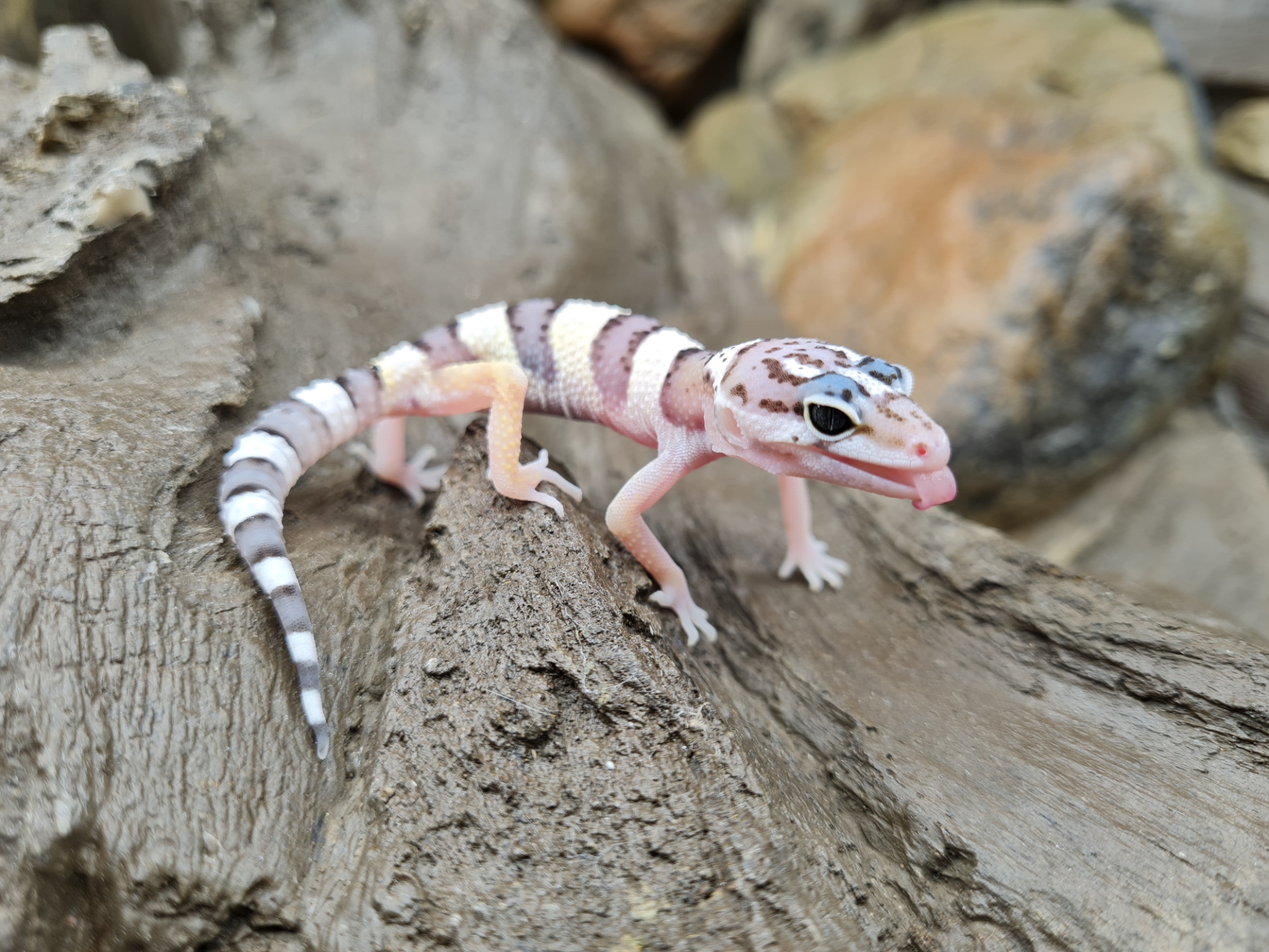 Eublepharis macularius "Mack snow 100% het.murphy patternless, tremper albinos" incubÃ©e Femelle 2024 Nom/rÃ©fÃ©rence : HERY