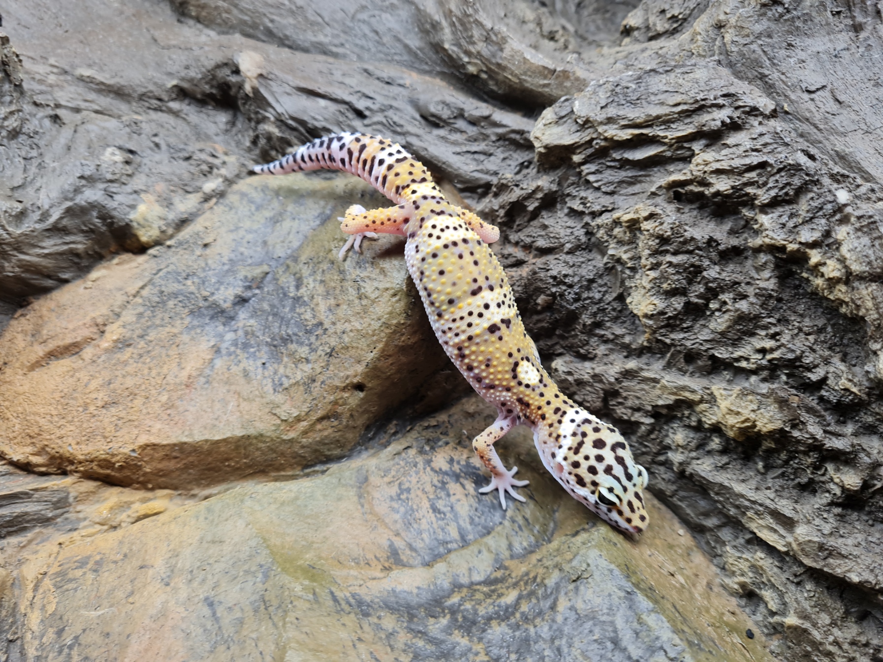 Eublepharis macularius "Mack snow 100% het.tremper albinos" Femelle 2023 Nom/rÃ©fÃ©rence : MACADAMIA