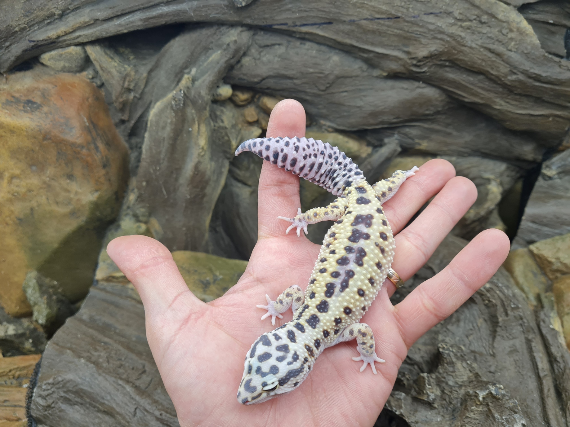 Eublepharis macularius "Mack snow bandit cross 100% het.tremper albinos" Femelle 2023 Nom/rÃ©fÃ©rence : MASTA
