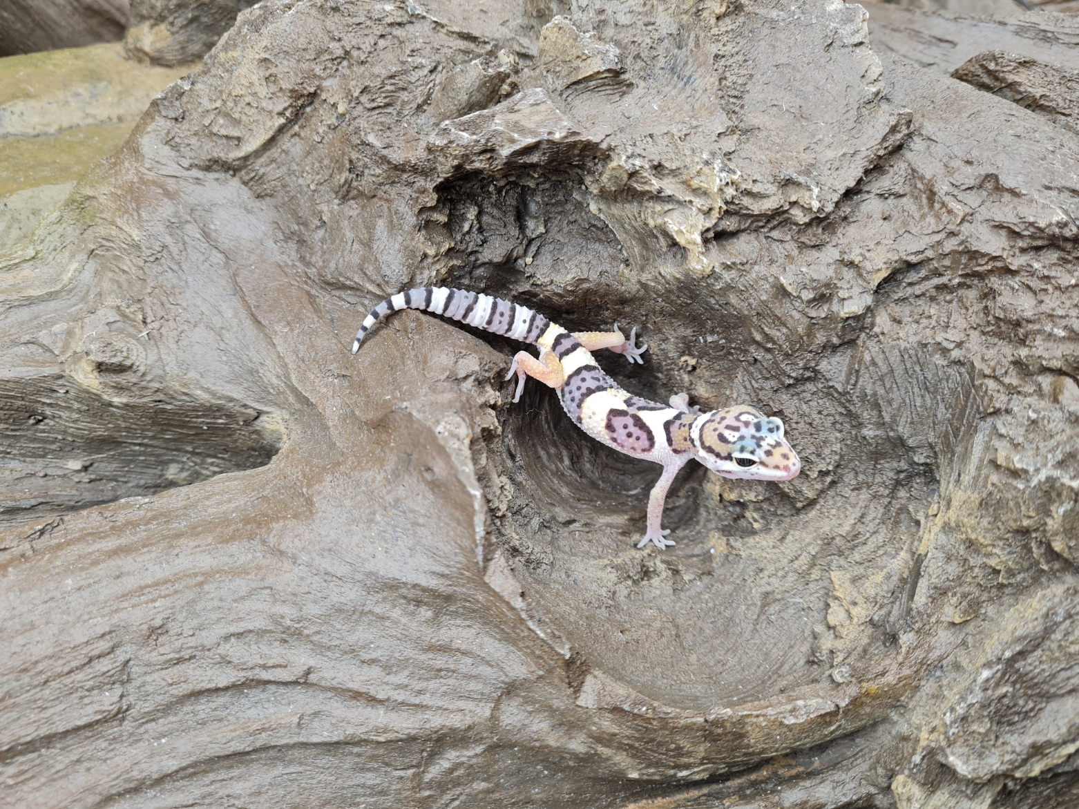 Eublepharis macularius "Mack snow 100% het.murphy patternless, tremper albinos" incubÃ©e Femelle 2024 Nom/rÃ©fÃ©rence : NIAMIN