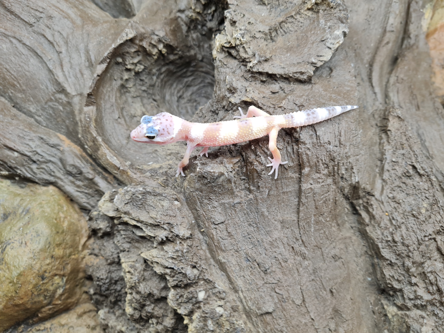 Eublepharis macularius "Hypo mack snow 100% het.murphy patternless, tremper albinos" incubÃ©e Femelle 2024 Nom/rÃ©fÃ©rence : PYR