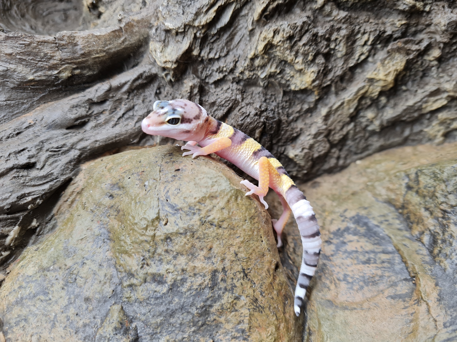 Eublepharis macularius "Naturel 100% het.murphy patternless, tremper albinos" incubÃ©e Femelle 2024 Nom/rÃ©fÃ©rence : RATIDA