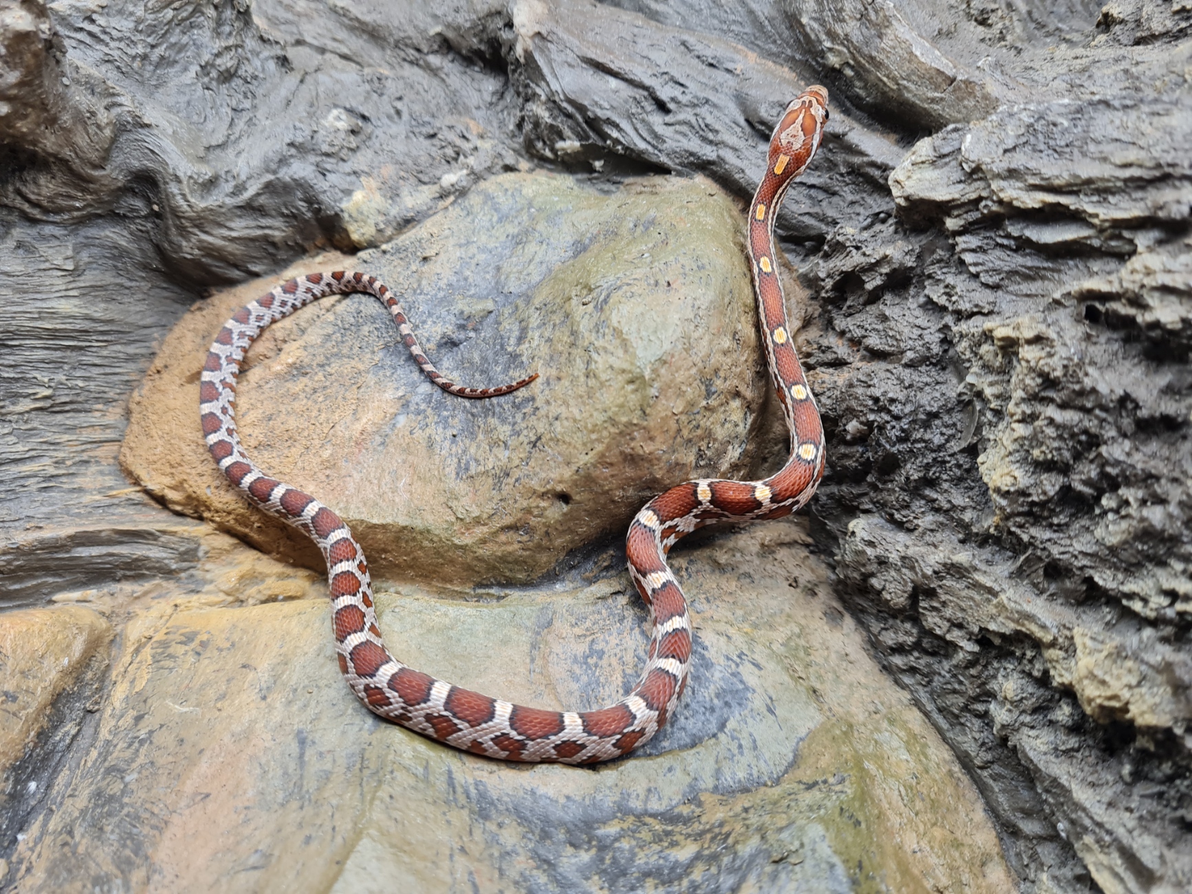 Pantherophis guttatus "Naturel 100% het.albinos caramel hypo lavender motley 50% het.anery blood" Mâle 2024 Nom : REDIO