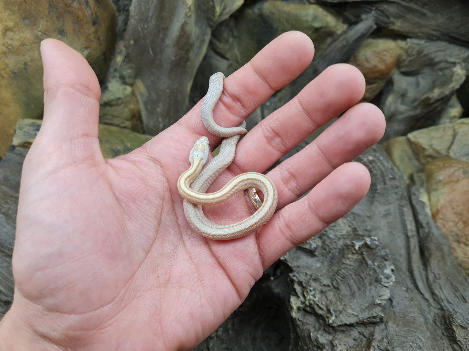 Pantherophis guttatus "Amber stripe (vanishing) 50% het.blood lavender" Femelle 2024 Nom : RIONA