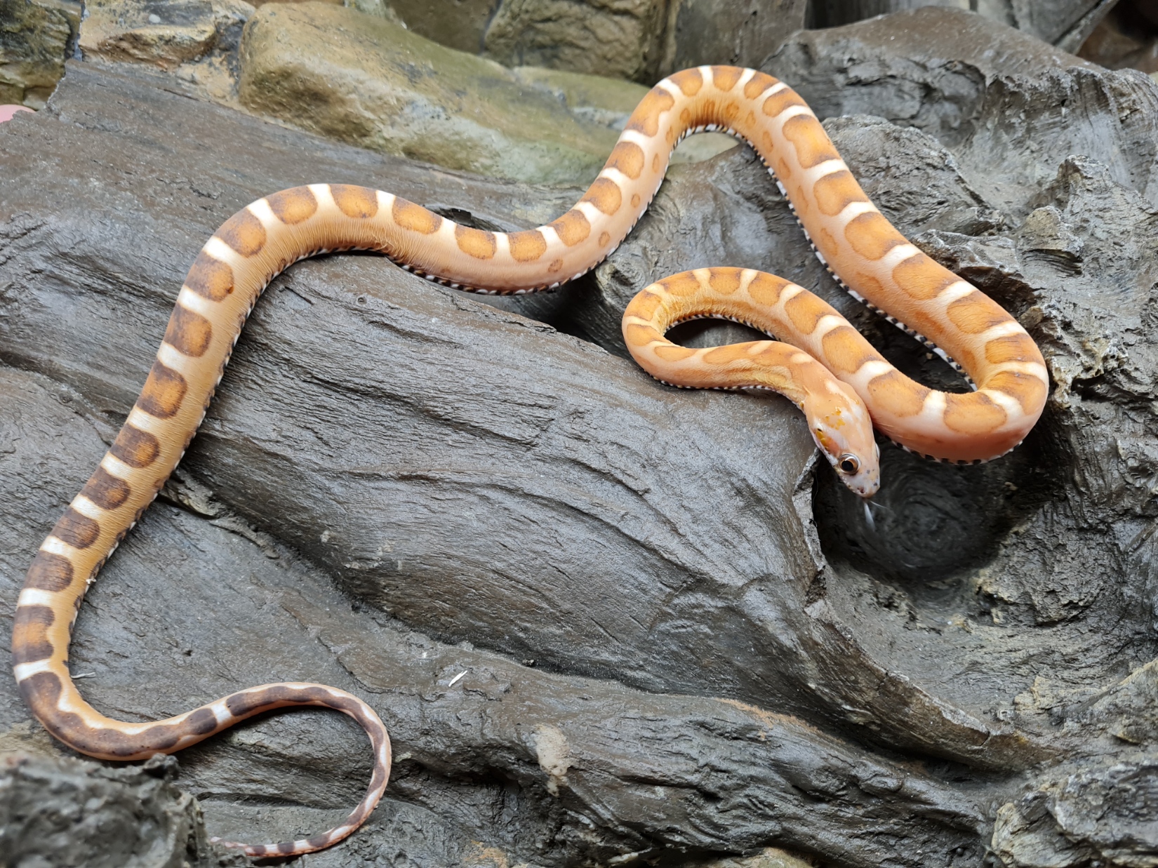 Pantherophis guttatus sp scaleless "Scaleless 100% het.albinos 66% het.caramel motley, 33% het.anery" MÃ¢le 2022 Nom : SITOLO