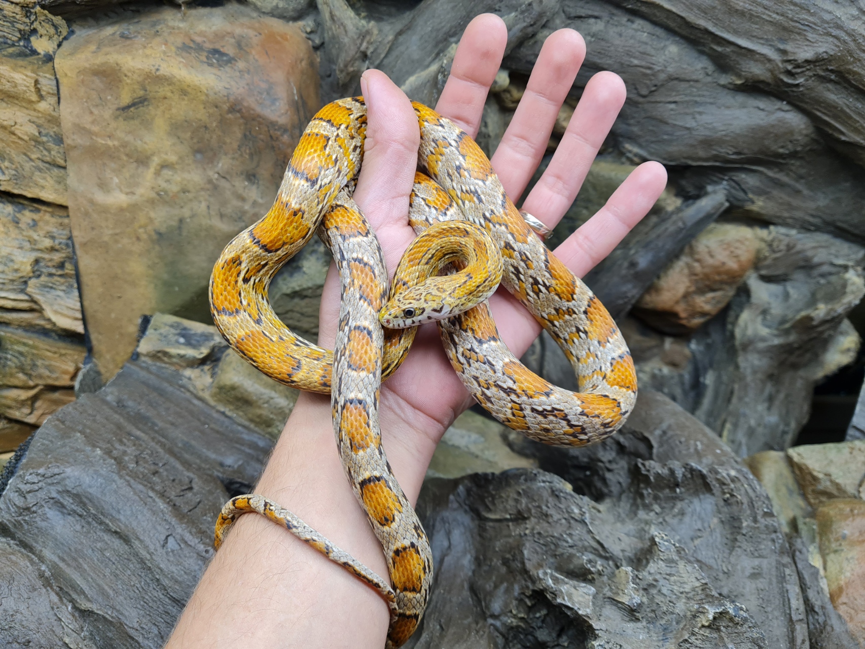 Pantherophis guttatus "Sunkissed 100% het.anery caramel hypo" Femelle quasi adulte Nom : SKISSA