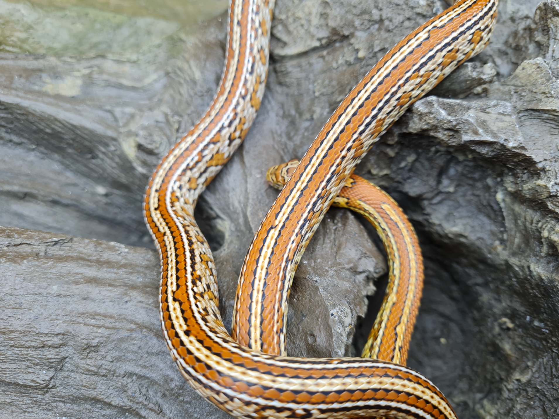 Pantherophis guttatus "Tessera 100% het.albinos caramel hypo lavender motley 50% het.anery blood" Femelle 2023 Nom : TONIA