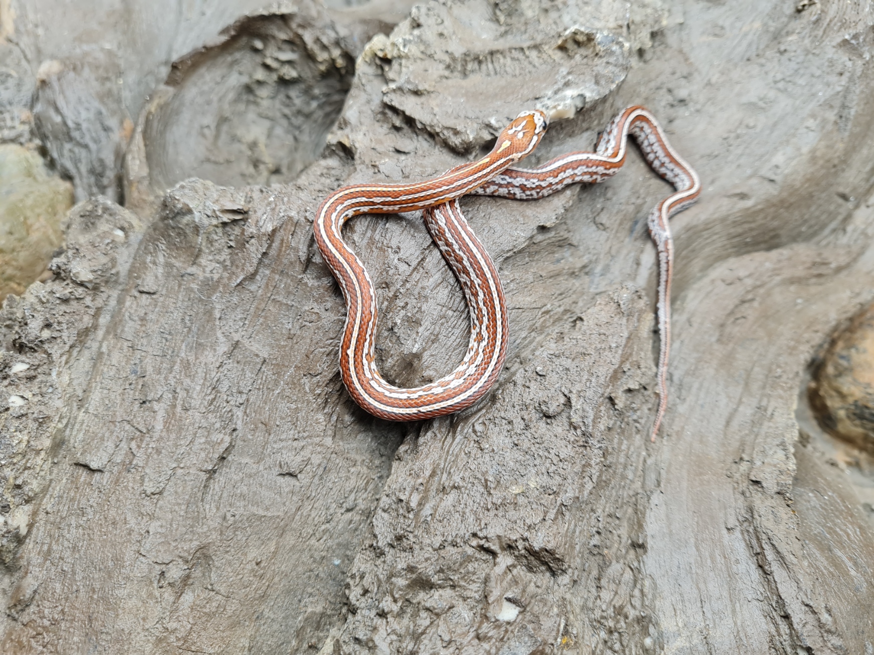 Pantherophis guttatus "(Super?) Tessera 66% het.albinos cinder 33% het.caramel motley" MÃ¢le 2024 Nom : TRIONO