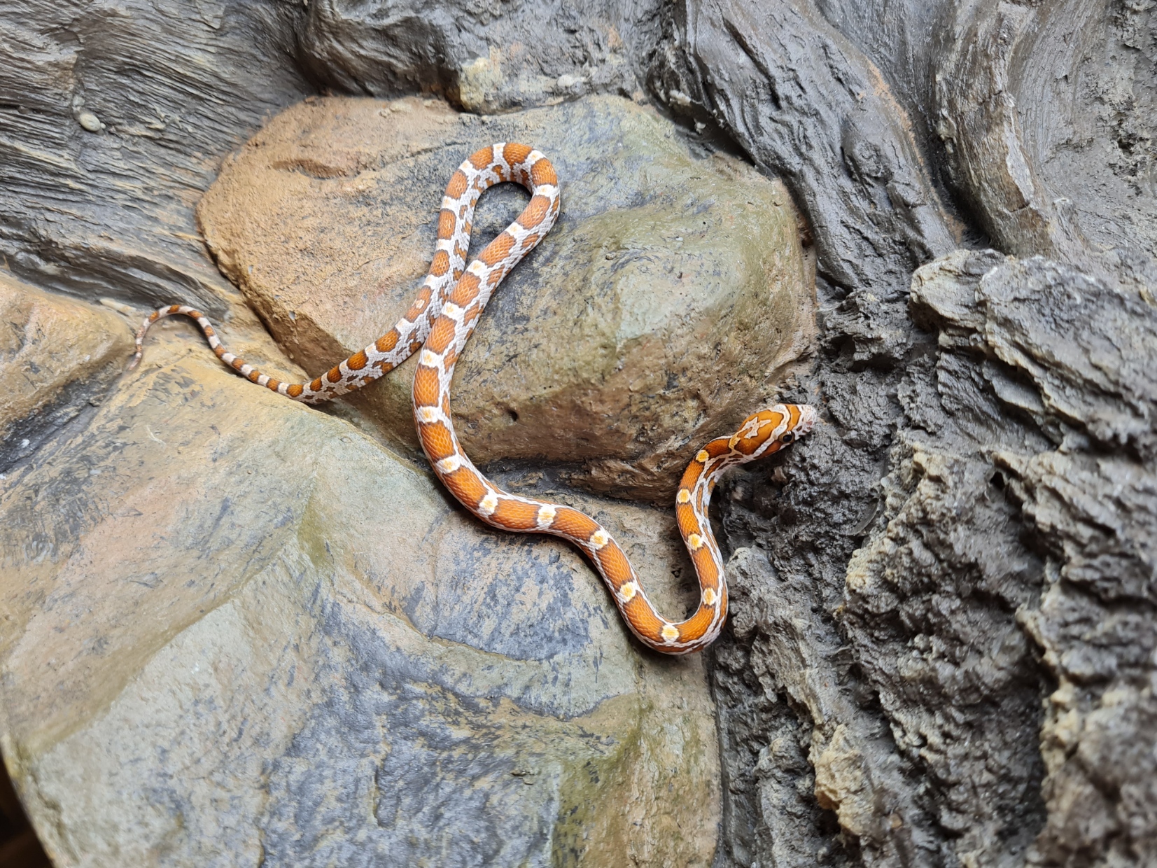 Pantherophis guttatus "Hypo 66% het.anery sunkissed stripe 33% het.albinos caramel" Femelle 2024 Nom : VULTINA