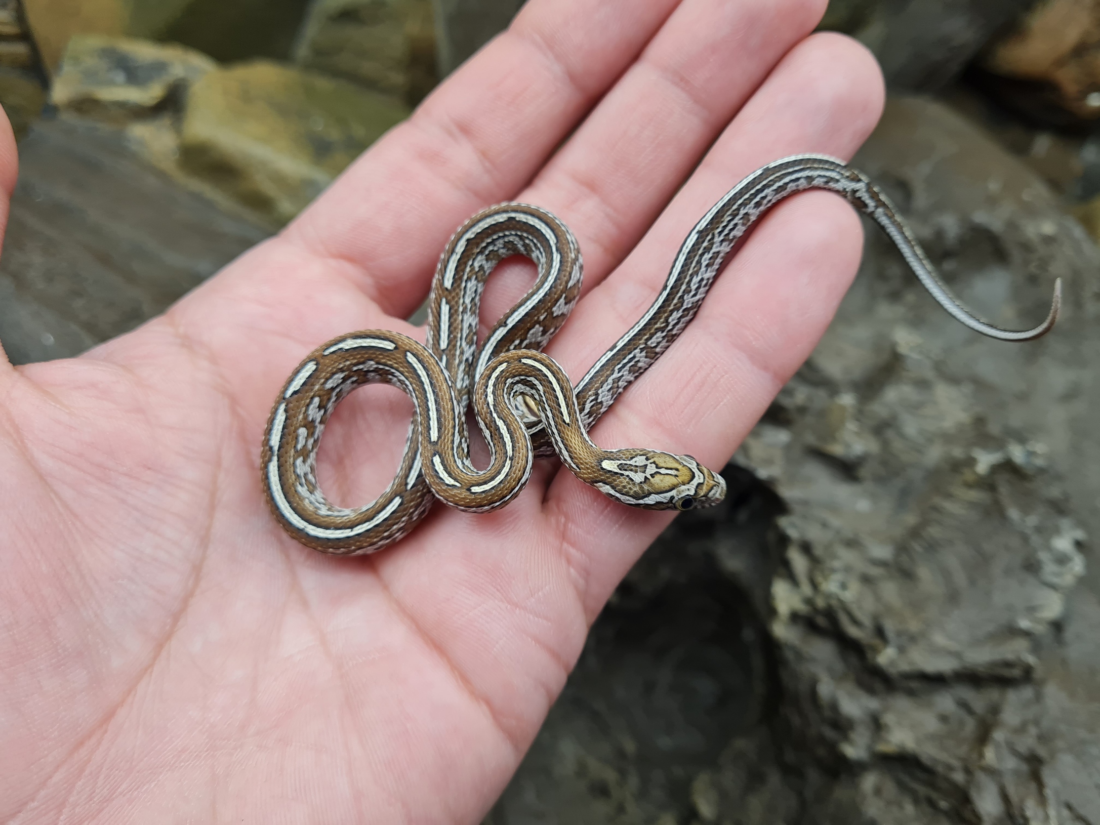 Pantherophis guttatus "Tessera caramel 100% het.albinos hypo lavender motley 50% het.anery blood" Femelle 2024 Nom : YTA