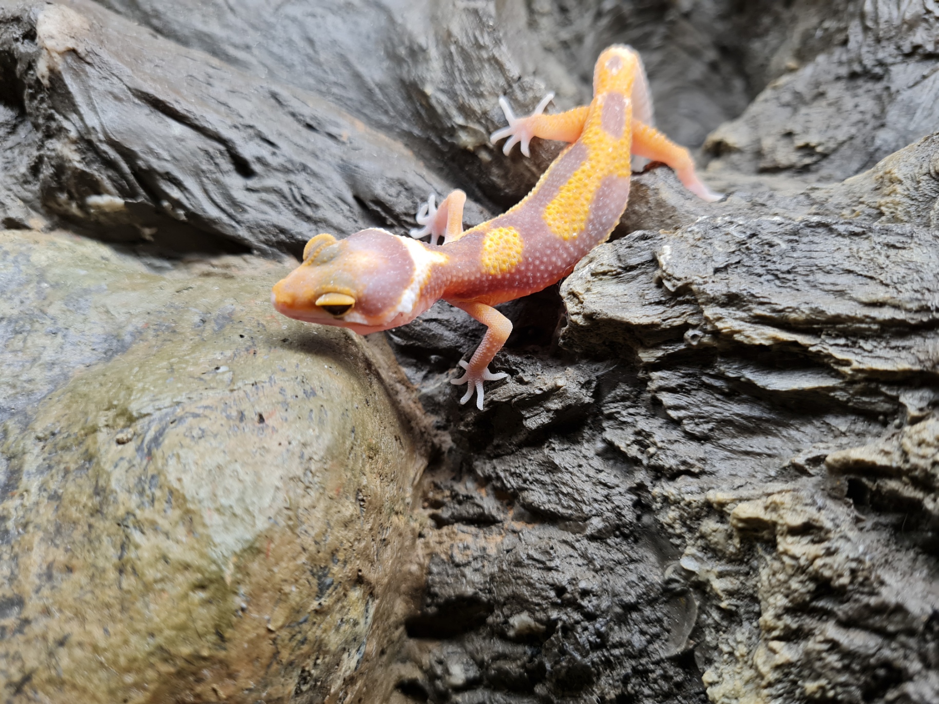 Eublepharis macularius "Electric bold stripe raptor jungle" incubÃ© Femelle 2024 Nom/rÃ©fÃ©rence : ALIASA