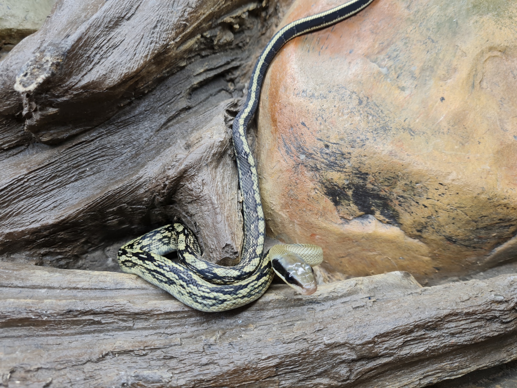 Orthriophis taeniurus callicyanous "High yellow" MÃ¢le 2024 Nom : ASKIDO