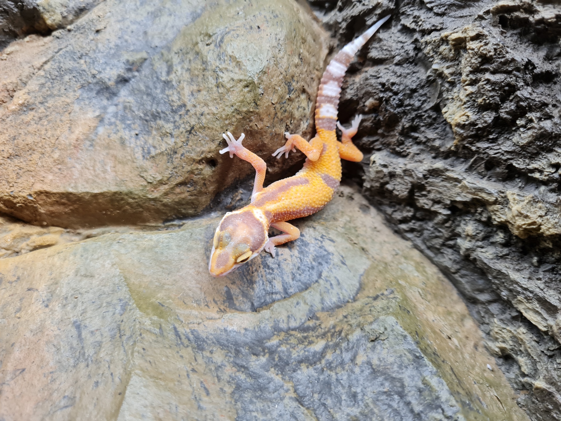 Eublepharis macularius "Electric bold stripe tremper" incubÃ© Femelle 2024 Nom/rÃ©fÃ©rence : CANTA