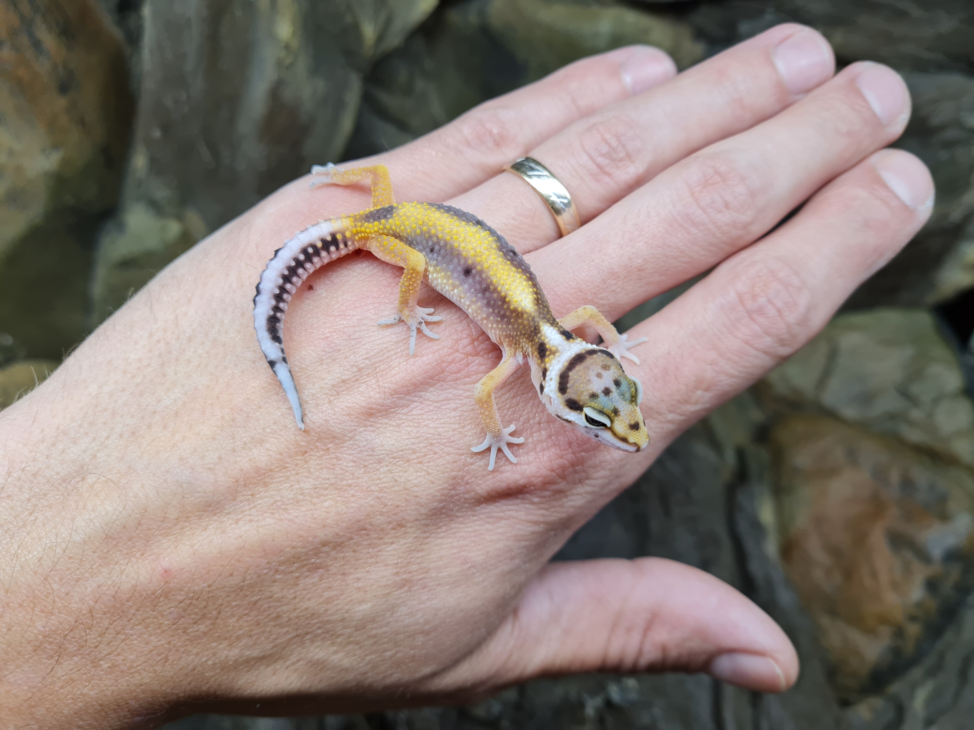 Eublepharis macularius "Lavender bold stripe" incubÃ© Femelle 2024 Nom/rÃ©fÃ©rence : CHILA