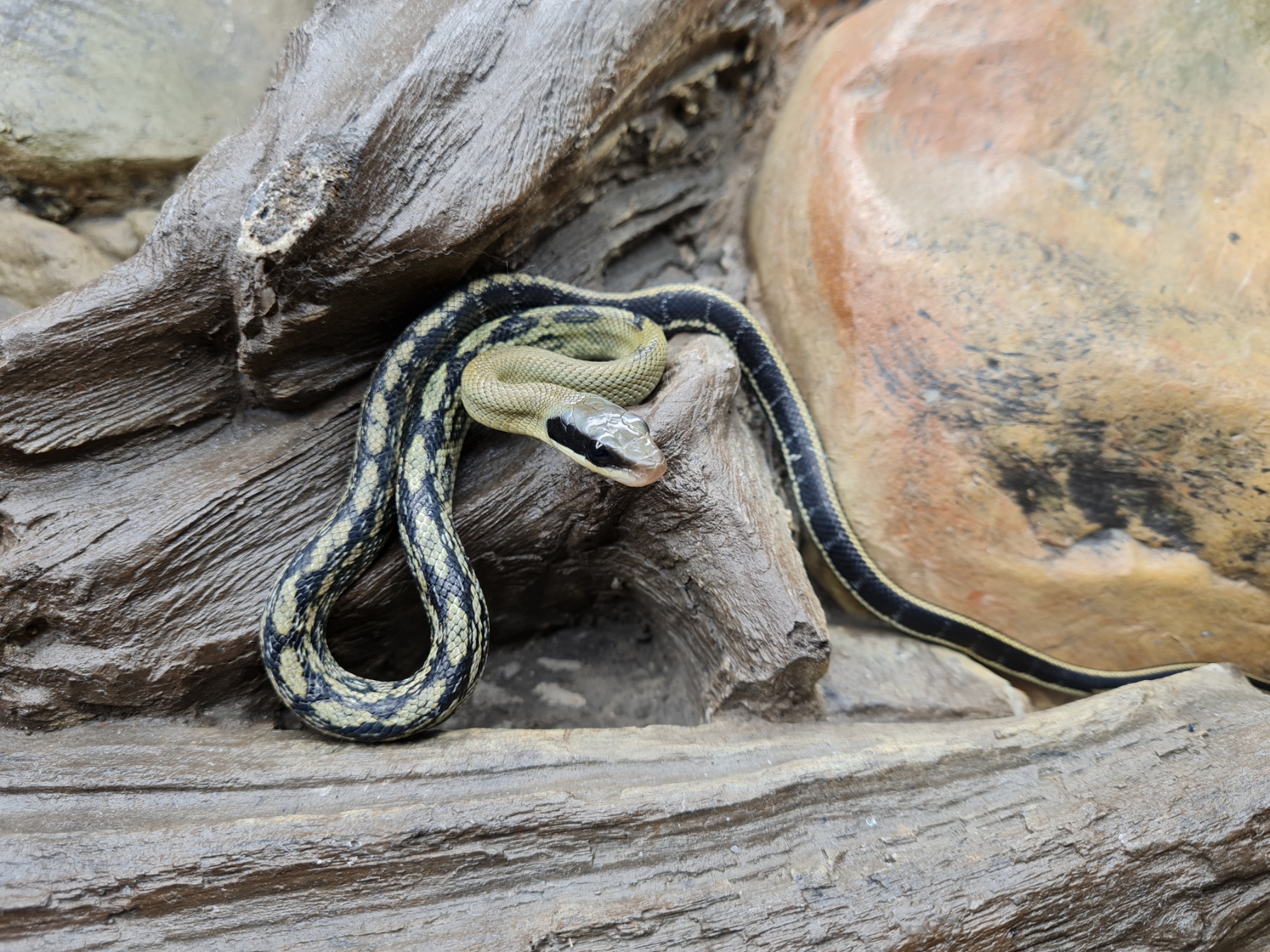 Orthriophis taeniurus callicyanous "High yellow" Femelle 2024 Nom : ERTALA