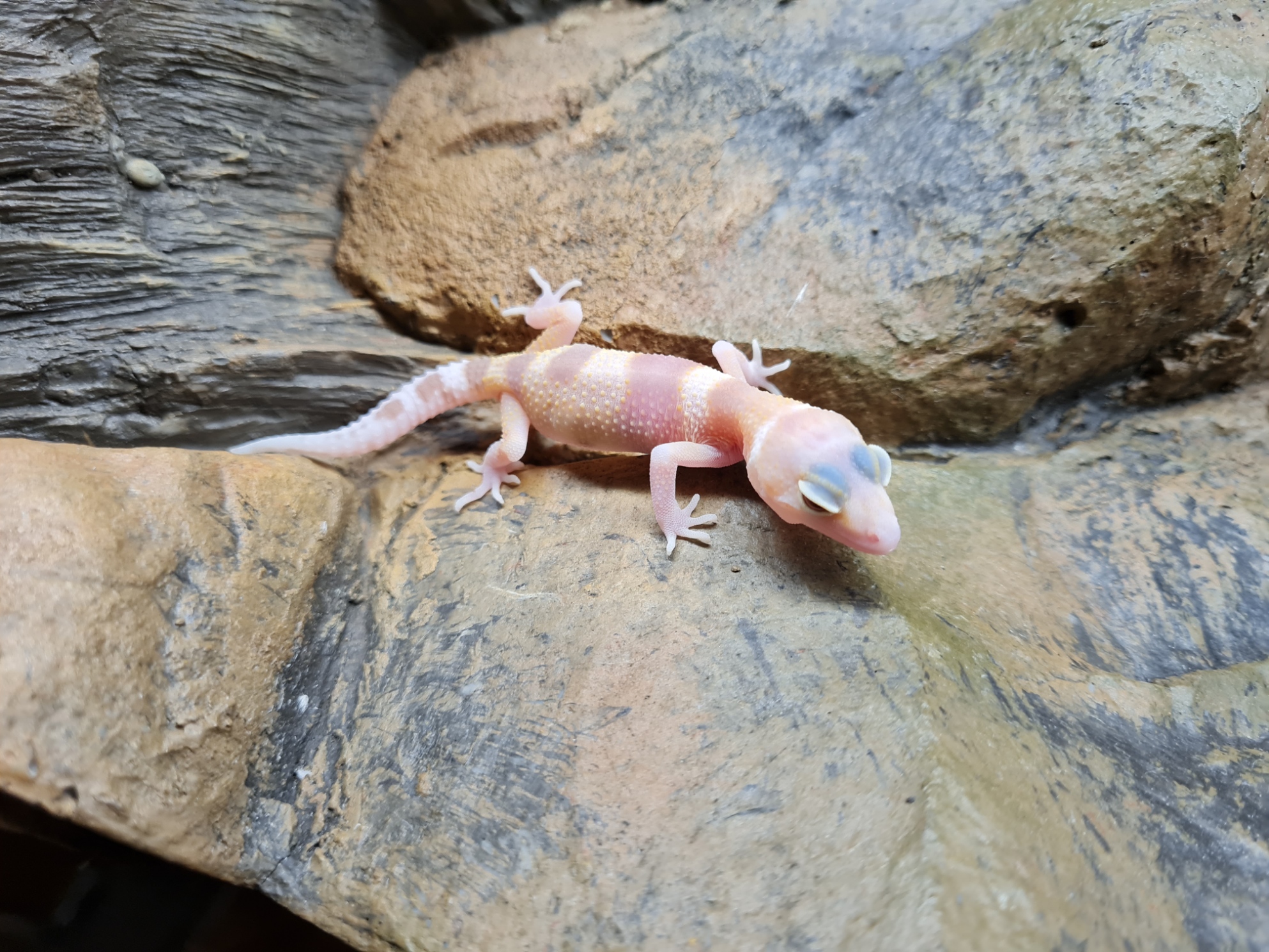 Eublepharis macularius "Hypo mack snow raptor" incubÃ© Femelle 2024 Nom/rÃ©fÃ©rence : MANGA