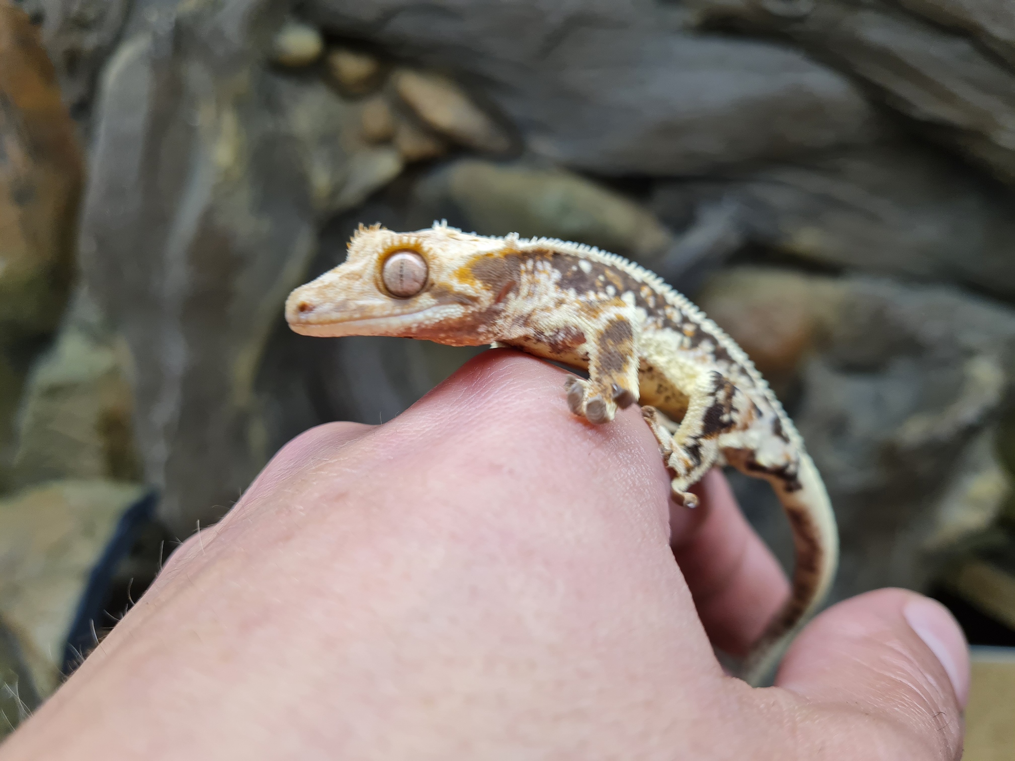 Correlophus ciliatus "Lilly white tricolor" MÃ¢le 2024 Nom/rÃ©fÃ©rence : NARO