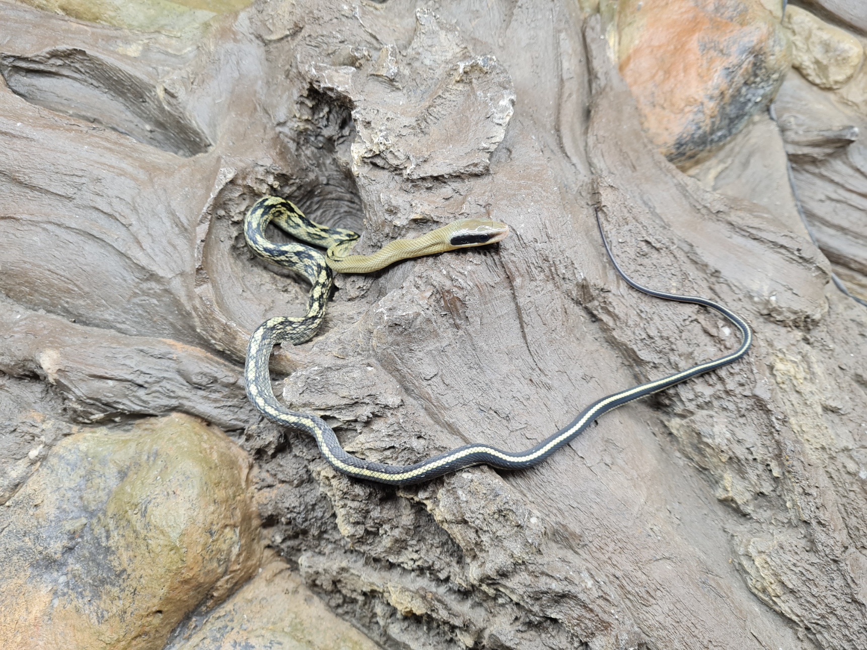 Orthriophis taeniurus callicyanous "High yellow" MÃ¢le 2024 Nom : RUTOPO
