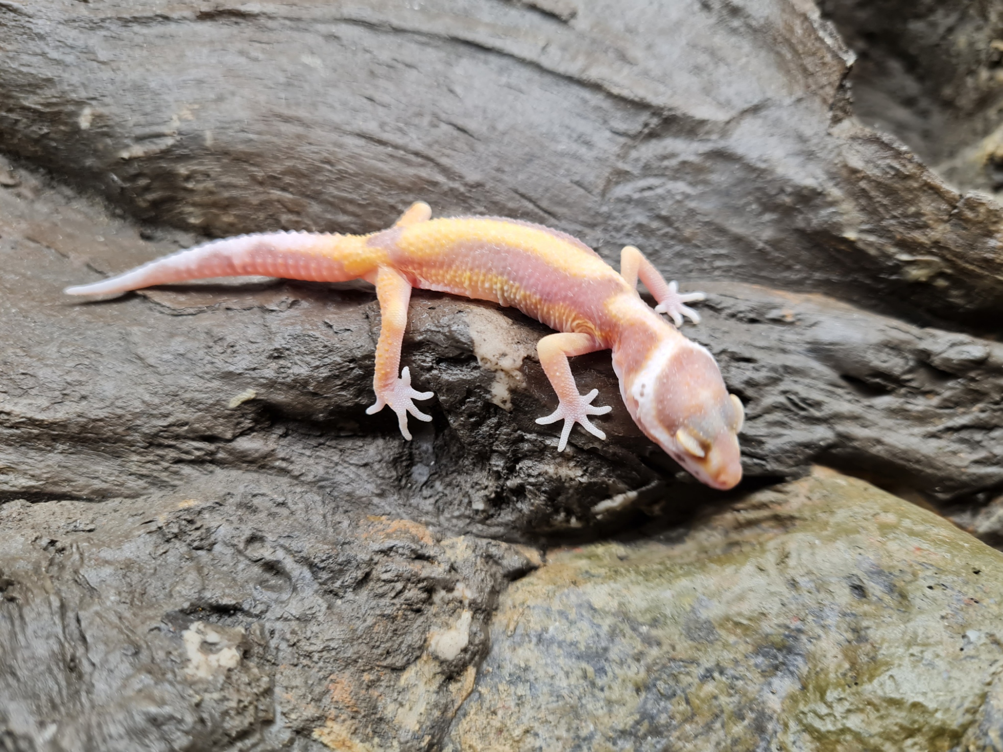 Eublepharis macularius "Tremper bold stripe" incubÃ© Femelle 2024 Nom/rÃ©fÃ©rence : VANDA
