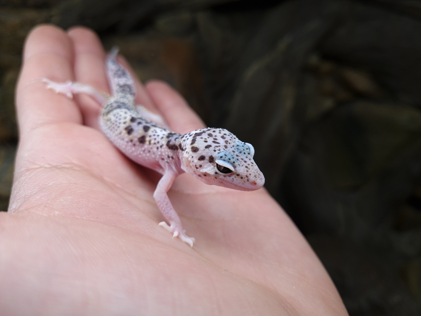 Eublepharis macularius "Mack snow eclipse" TSD Femelle 2024 Nom/référence : ASKOTA