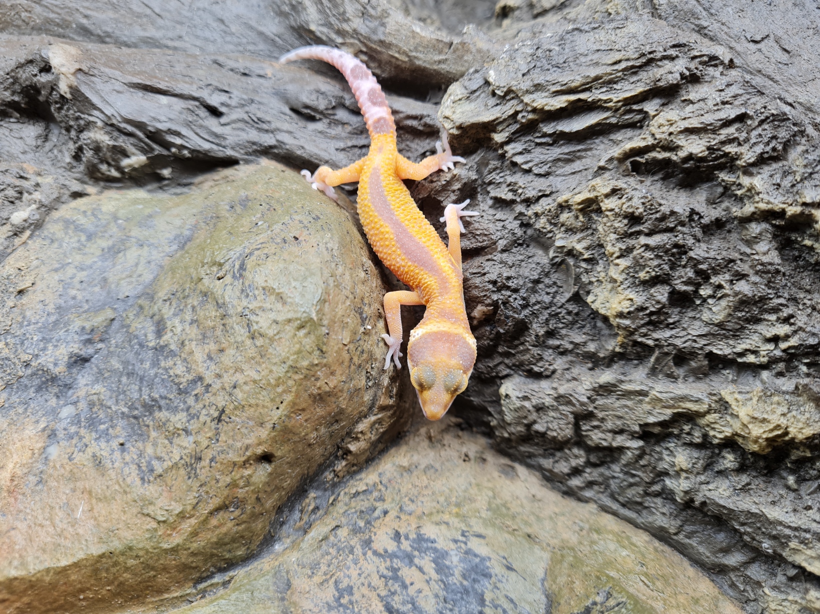 Eublepharis macularius "Electric tangerine reverse stripe bell" Femelle 2024 Nom/rÃ©fÃ©rence : ANANYA
