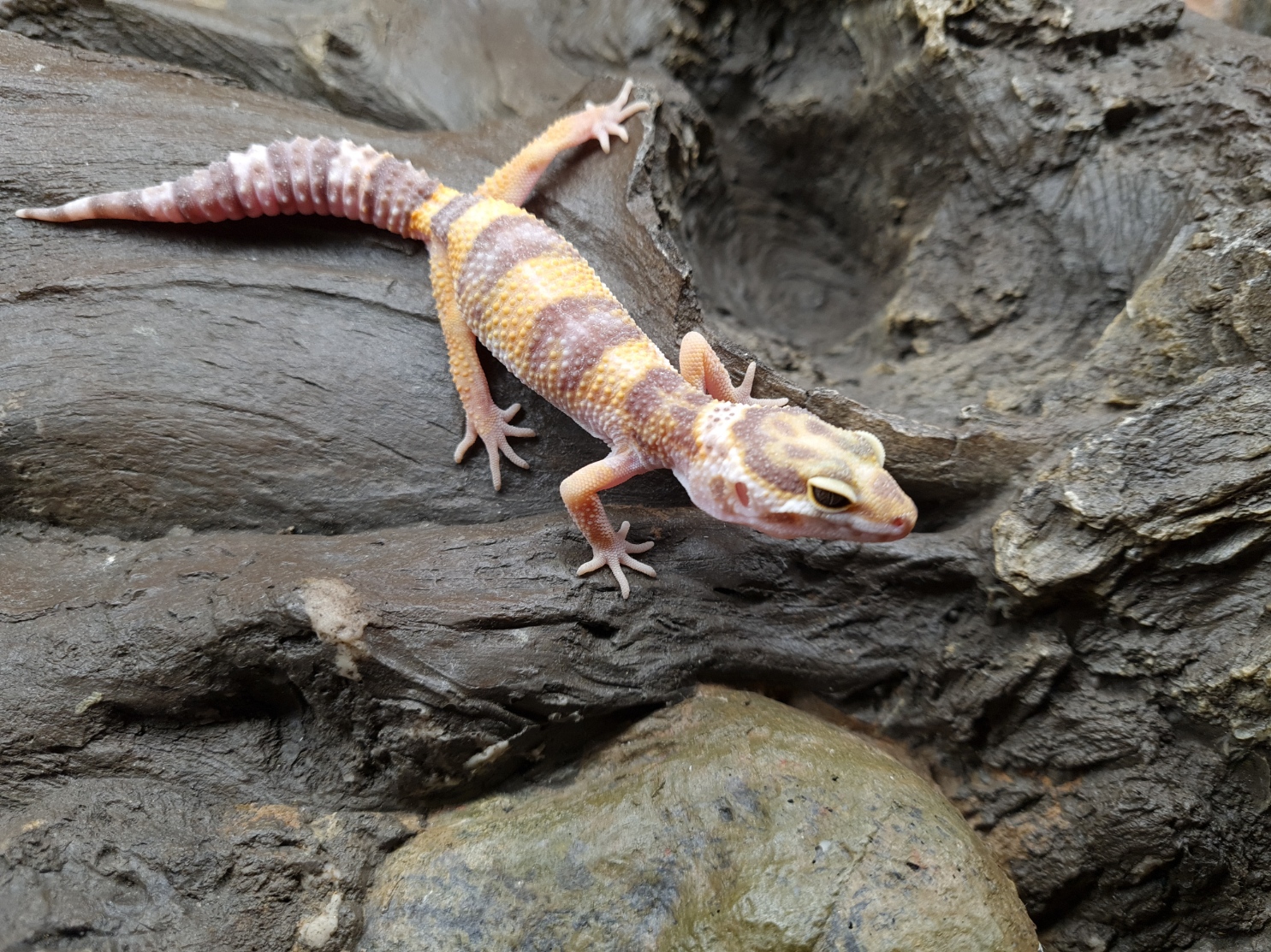 Eublepharis macularius "Bell albinos" TSD Femelle 2024 Nom/rÃ©fÃ©rence : APSA