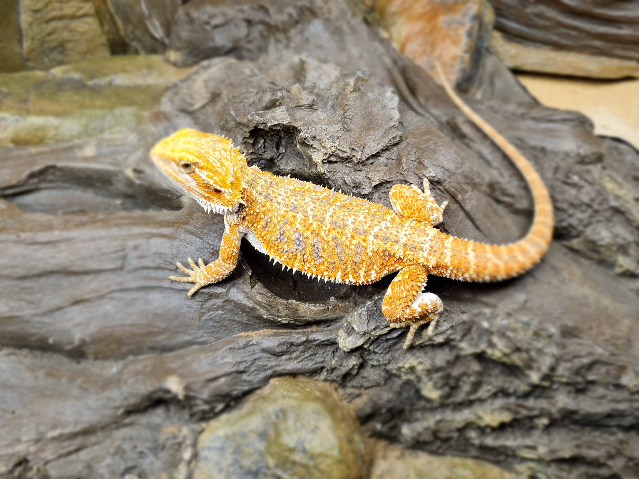Pogona vitticeps "Hypo orange citrus blue bar" Femelle 2024 Nom/rÃ©fÃ©rence : ASTILA