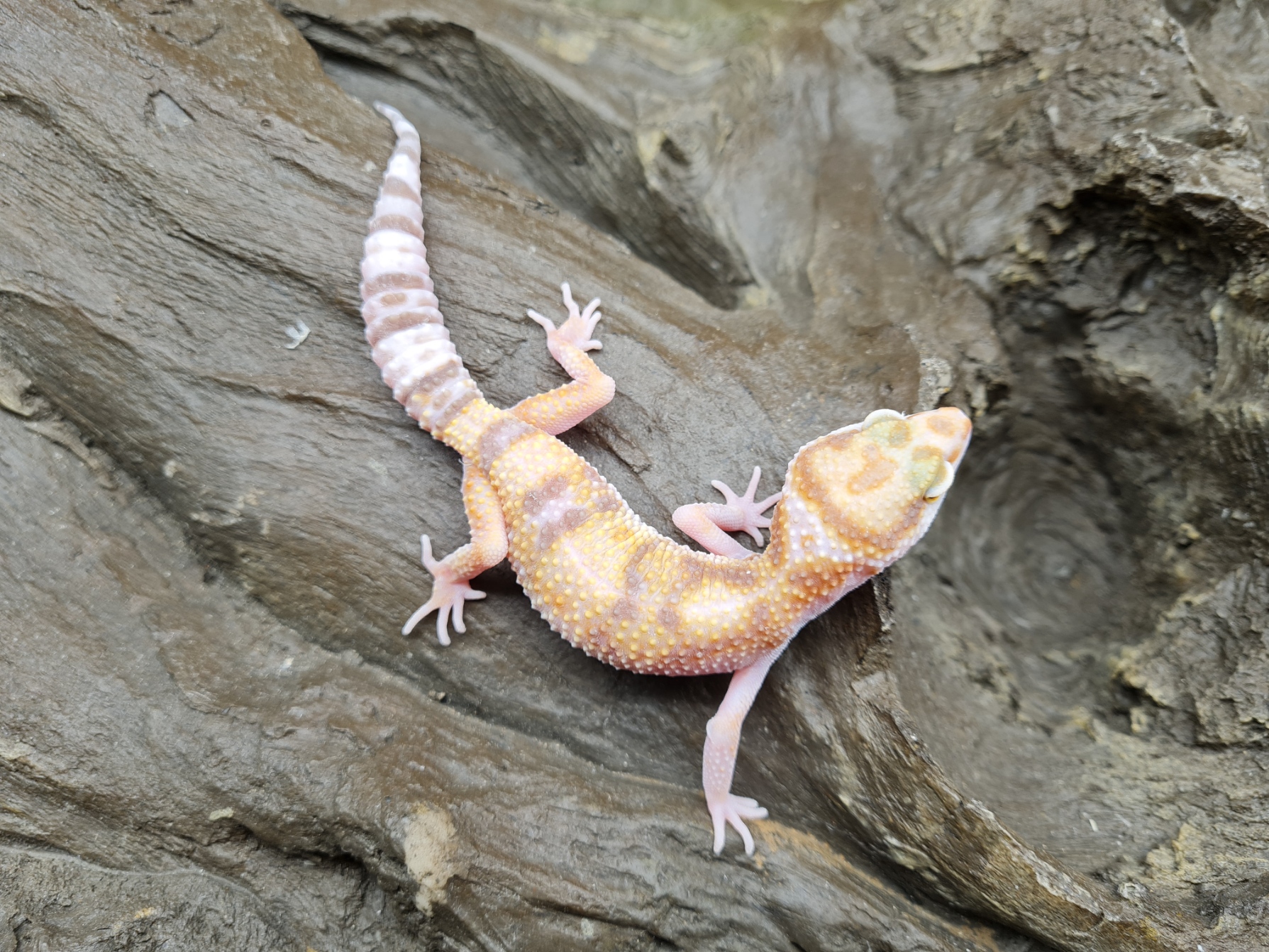 Eublepharis macularius "Electric tangerine bandit tremper" Femelle 2024 Nom/rÃ©fÃ©rence : BICMA