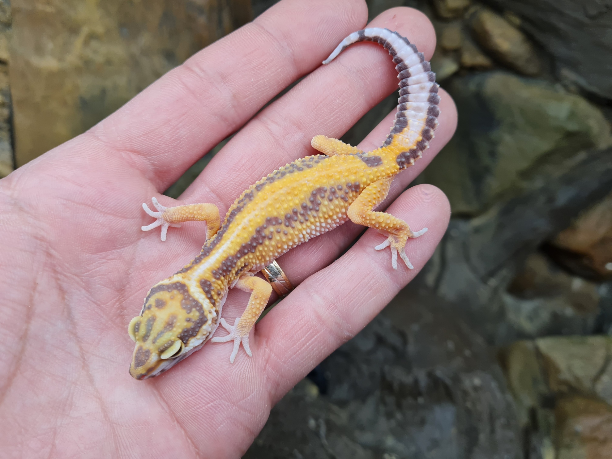 Eublepharis macularius "Electric bandit bold stripe bell " TSD MÃ¢le 2024 Nom/rÃ©fÃ©rence : BOISO