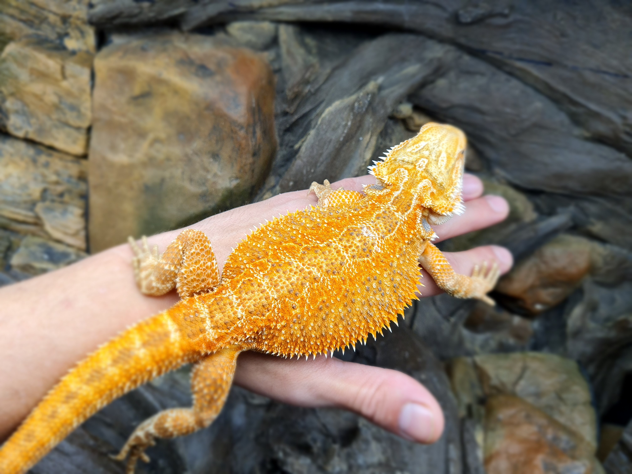 Pogona vitticeps "Hypo orange/red" Femelle 2024 Nom/rÃ©fÃ©rence : CARNIA