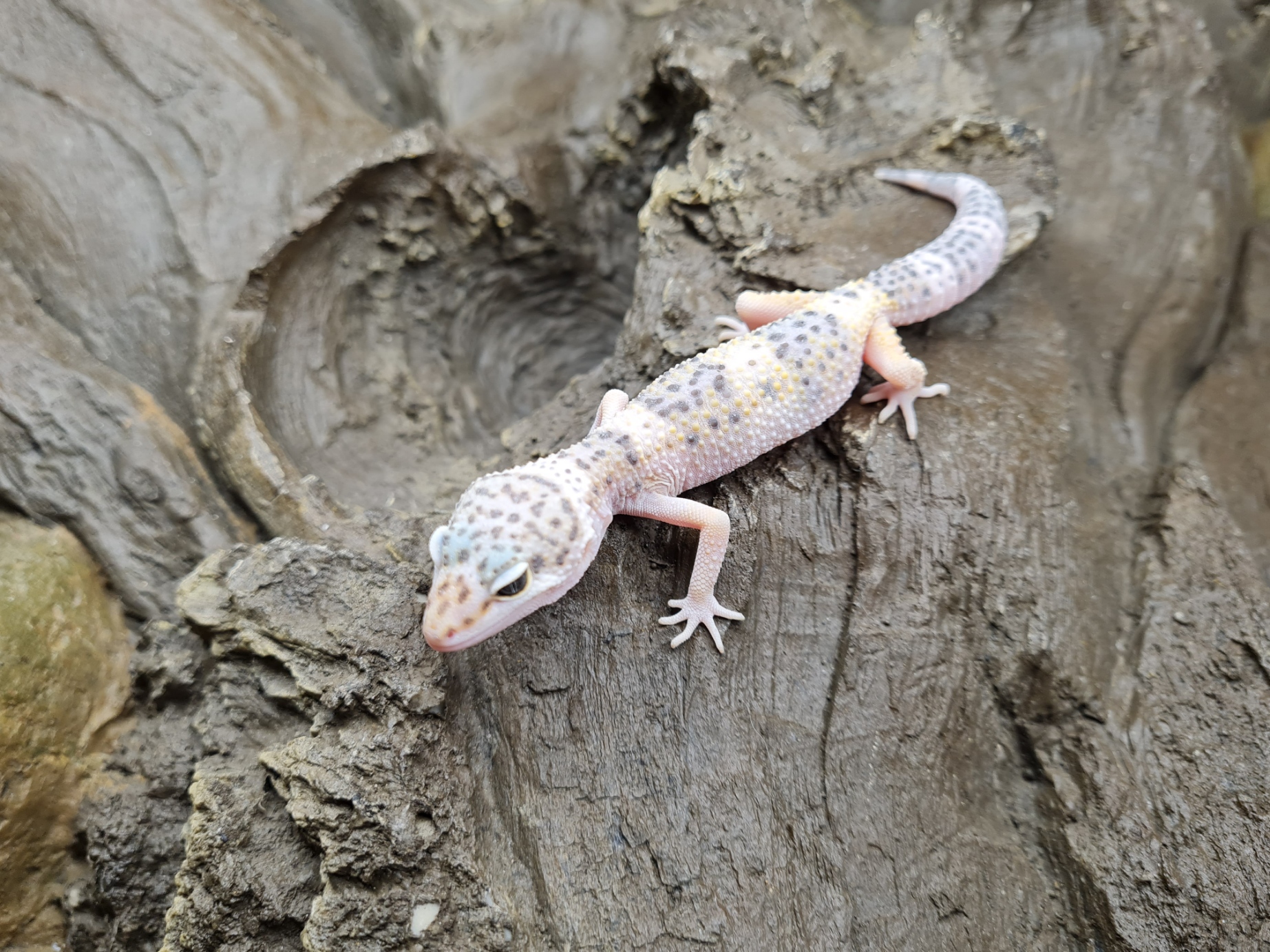 Eublepharis macularius "Hypo mack snow eclipse" TSD Femelle 2024 Nom/rÃ©fÃ©rence : CHALA