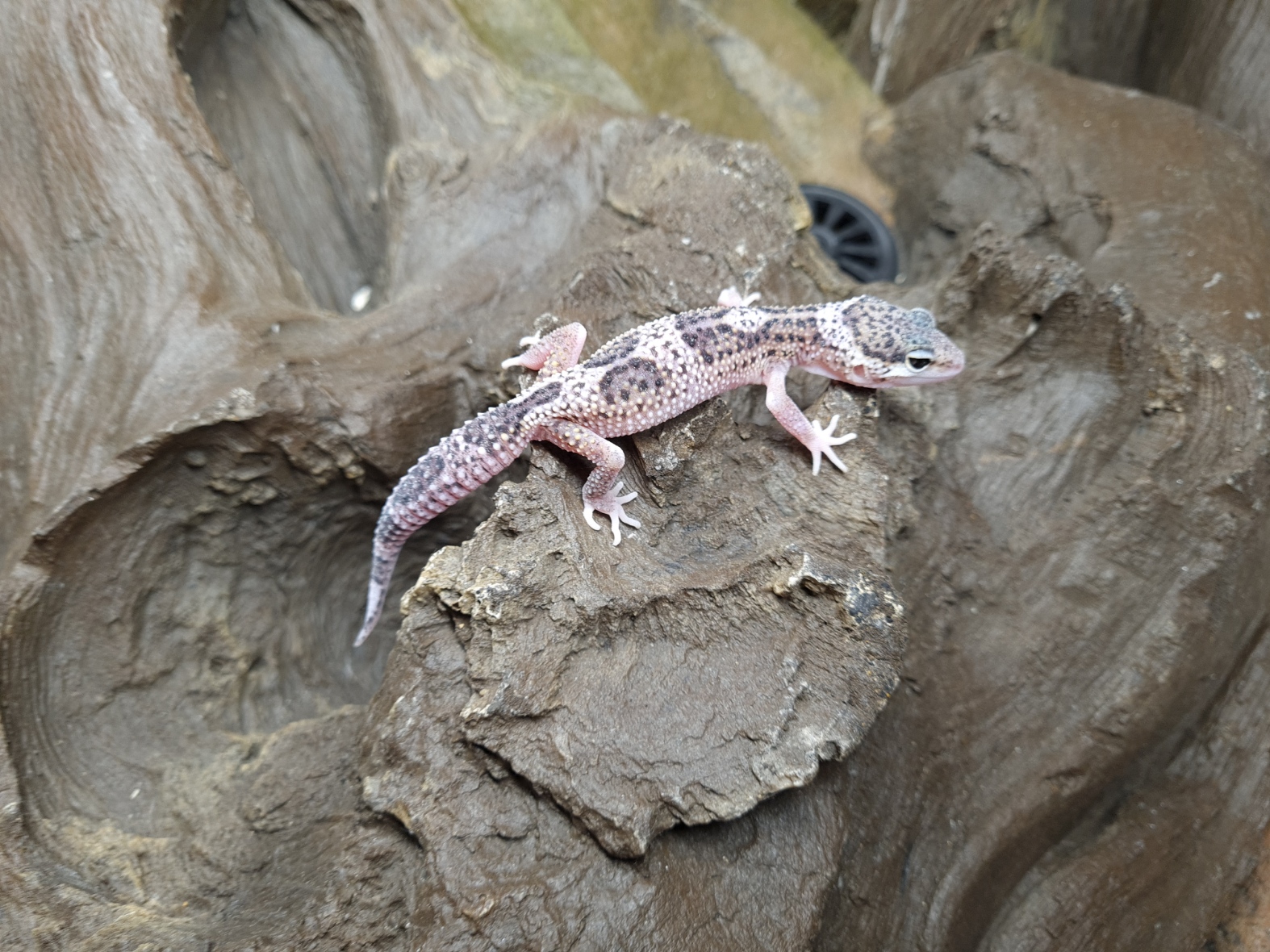 Eublepharis macularius "Mack snow eclipse" Femelle 2024 Nom/rÃ©fÃ©rence : CHANA