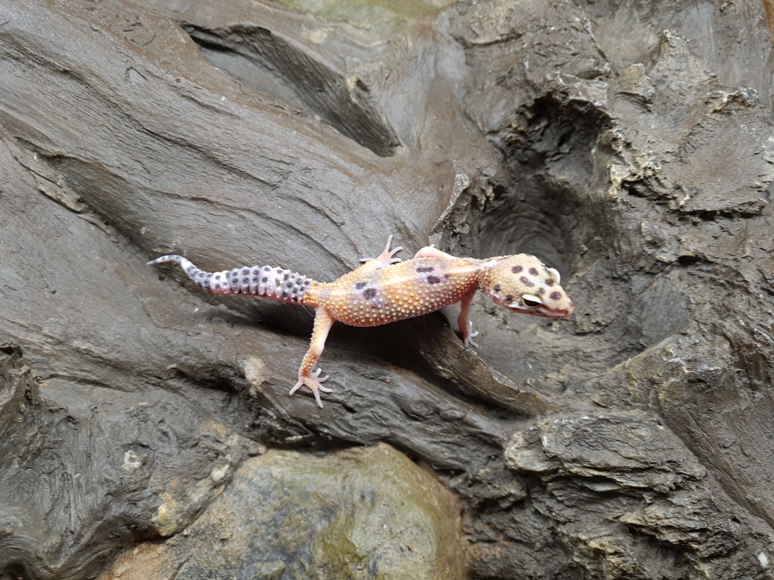 Eublepharis macularius "Hypo emerine bandit" TSD Femelle 2024 Nom/rÃ©fÃ©rence : CHISTA