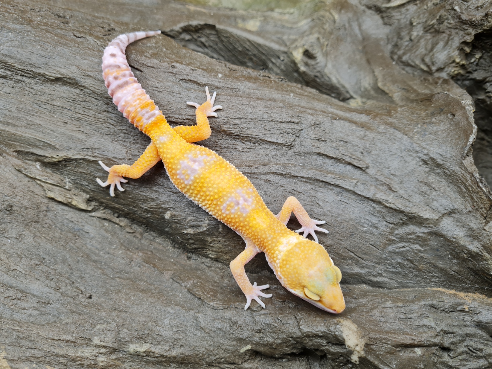 Eublepharis macularius "Sunglow electric tangerine rainwater" TSD MÃ¢le 2024 Nom/rÃ©fÃ©rence : DALANIO