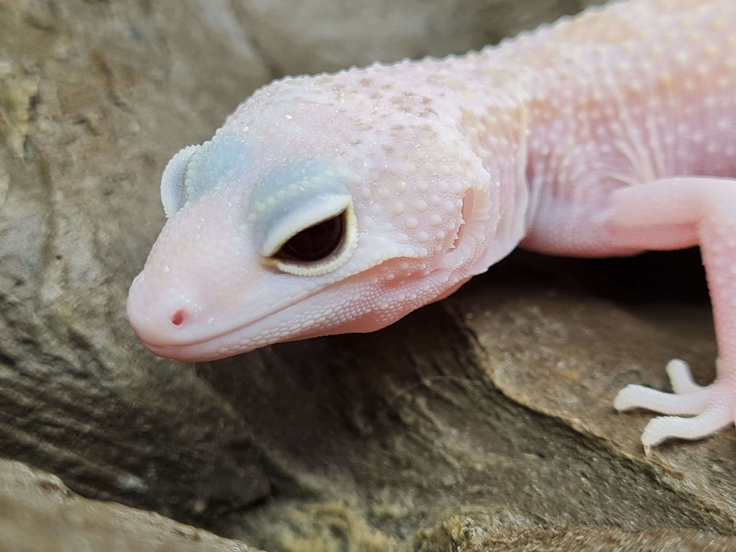 Eublepharis macularius "Murphy patternless mack snow raptor" TSD Femelle 2024 Nom/rÃ©fÃ©rence : DERMA