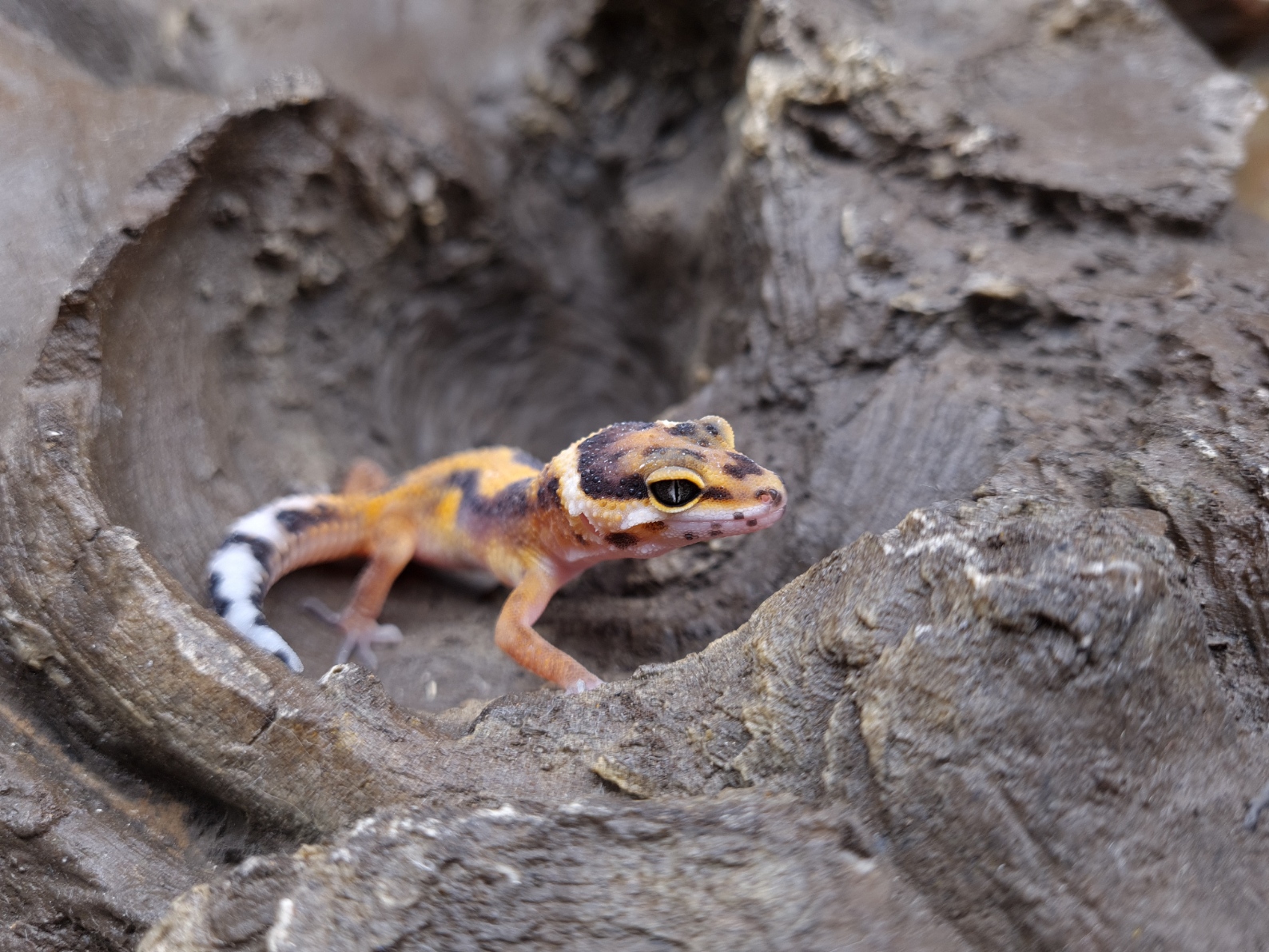 Eublepharis macularius "Electric tangerine bandit bold stripe" TSD Femelle 2024 Nom/référence : DINA